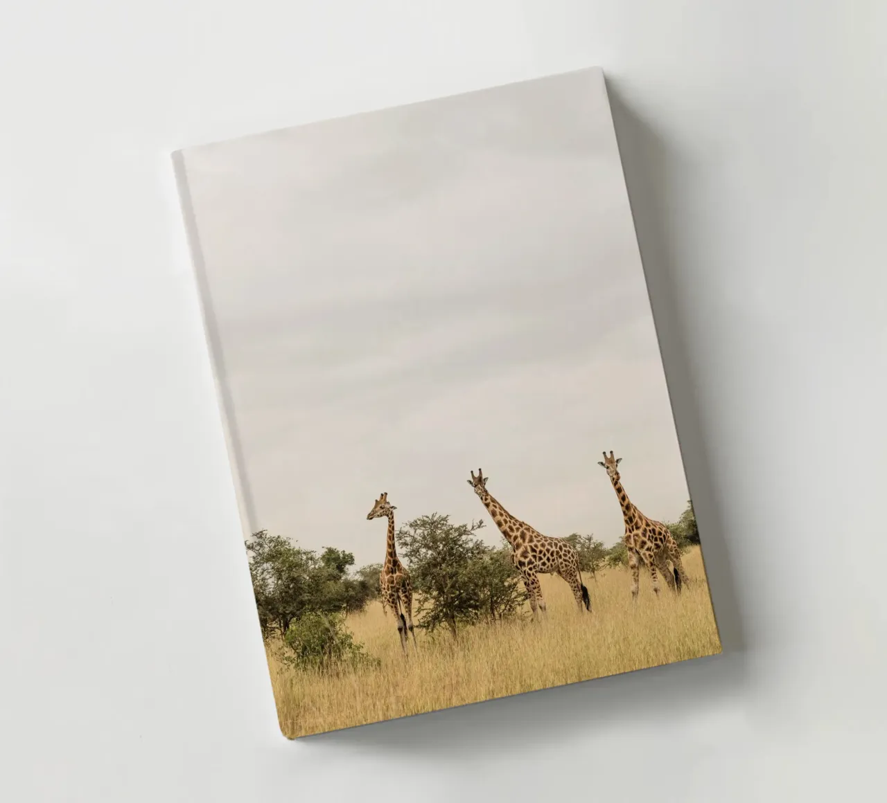 Three giraffes on safari notebook by photolovers