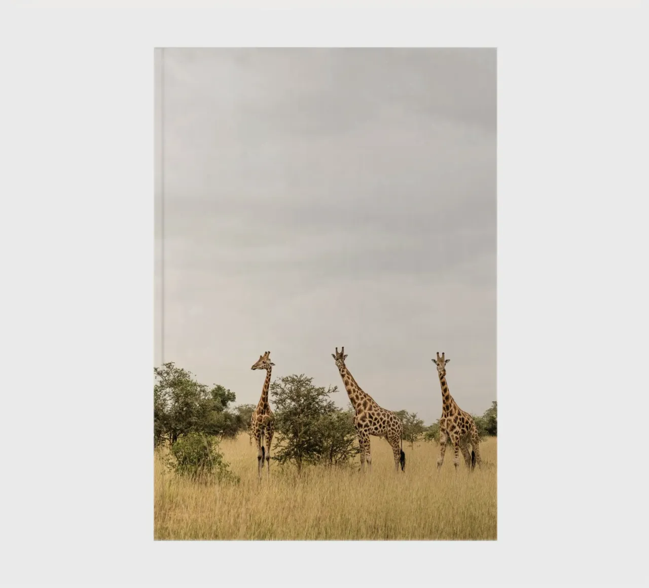 Three giraffes on safari notebook by photolovers