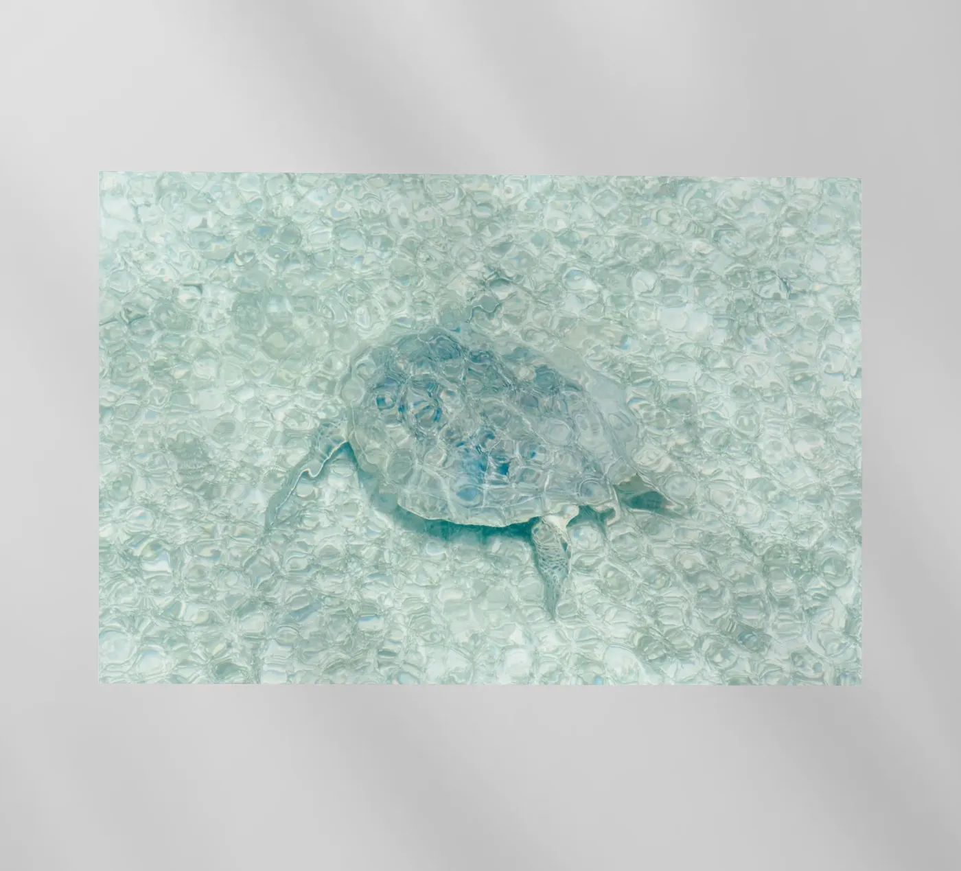 Turtle backlit folie van photolovers
