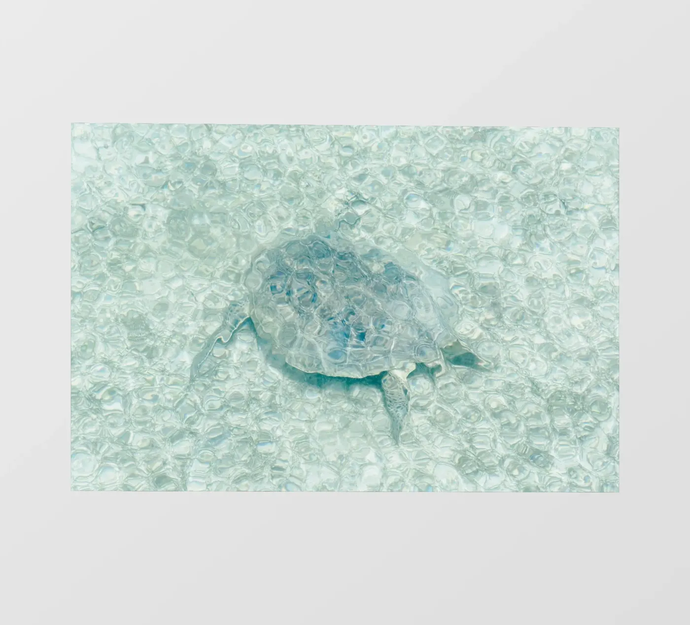 Turtle backlit folie van photolovers