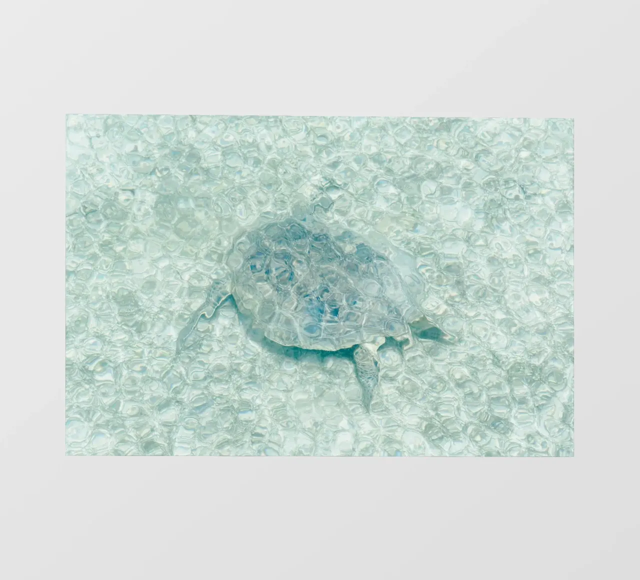 Turtle fotobehang van photolovers