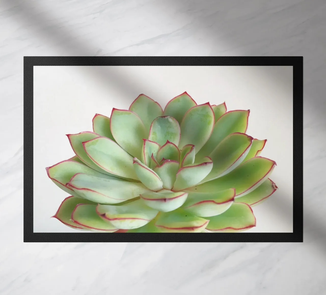 Succulente verdi zerbino da Cassia Beck Photography