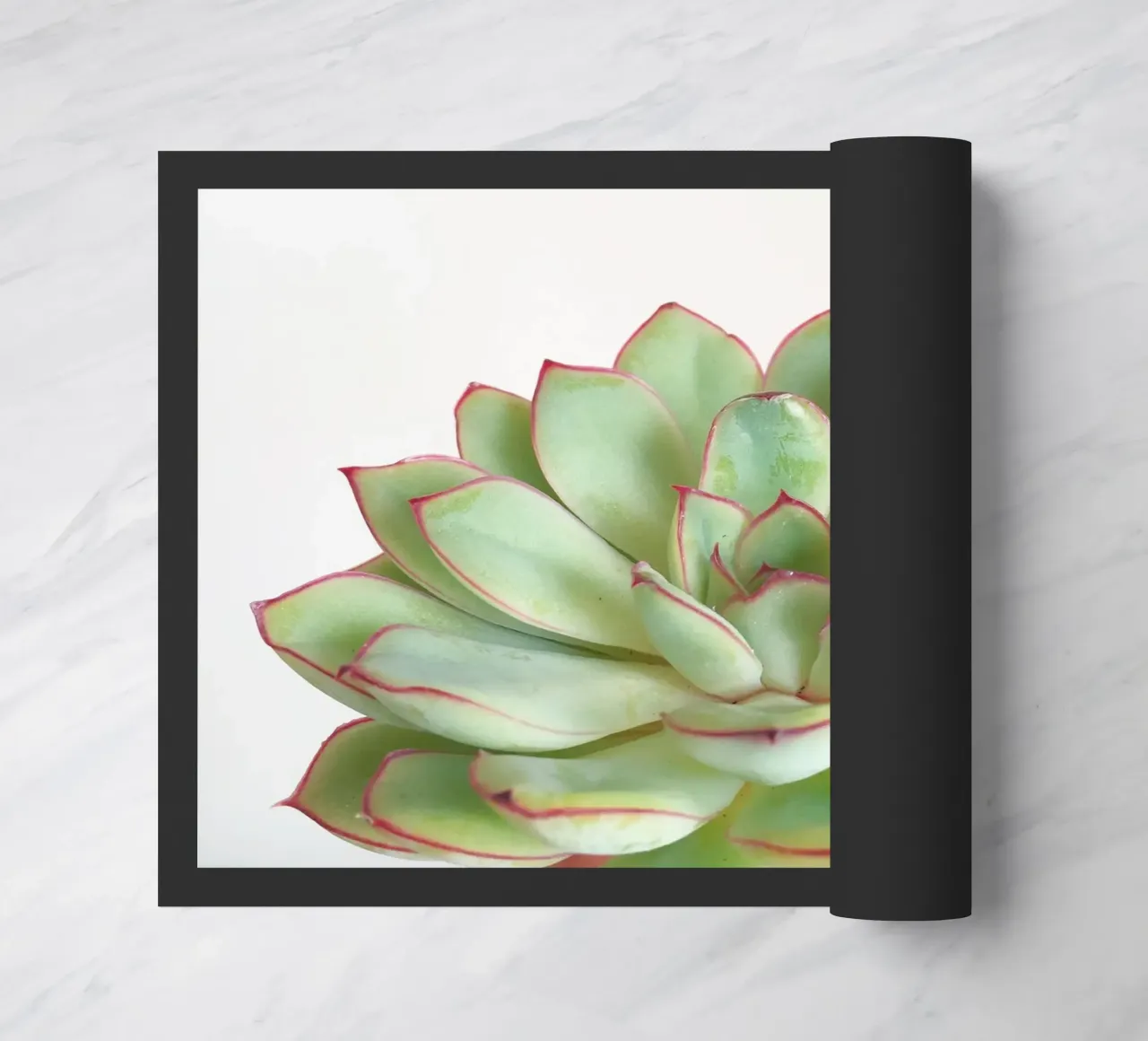 Succulente verdi zerbino da Cassia Beck Photography