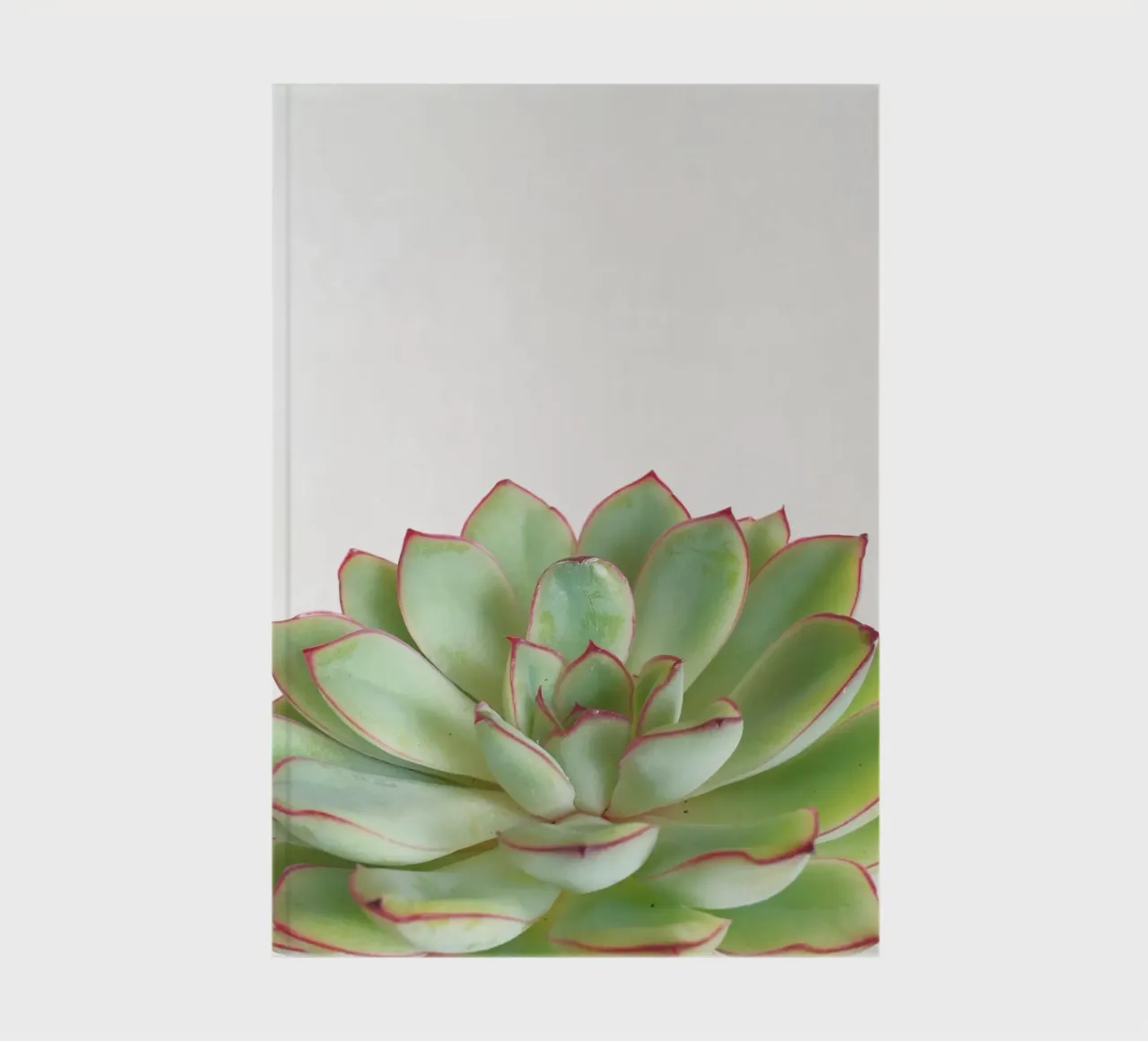 Green Succulent notebook by Cassia Beck Photography