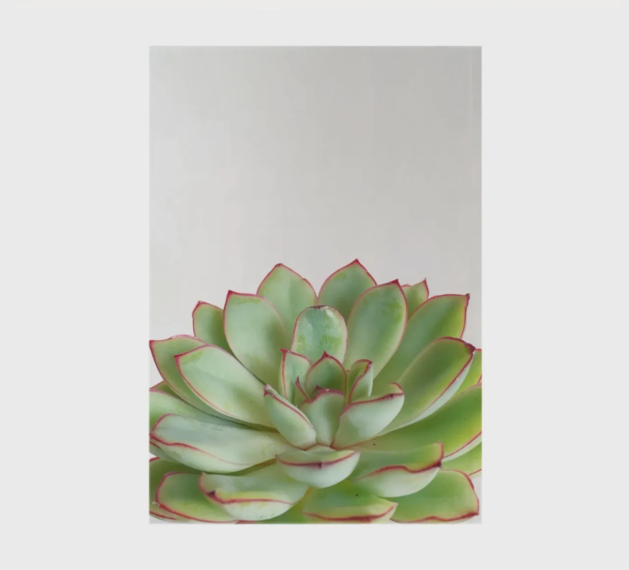 Green Succulent notebook by Cassia Beck Photography