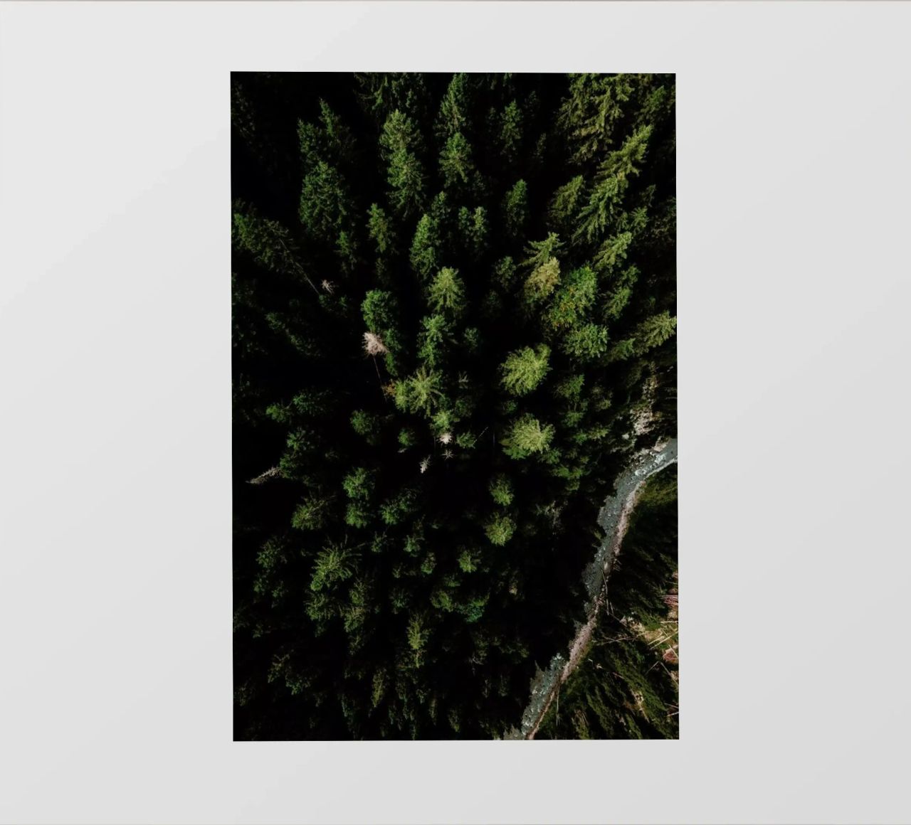 Trees And A Path pellicola backlit da Sebastian Hilgetag