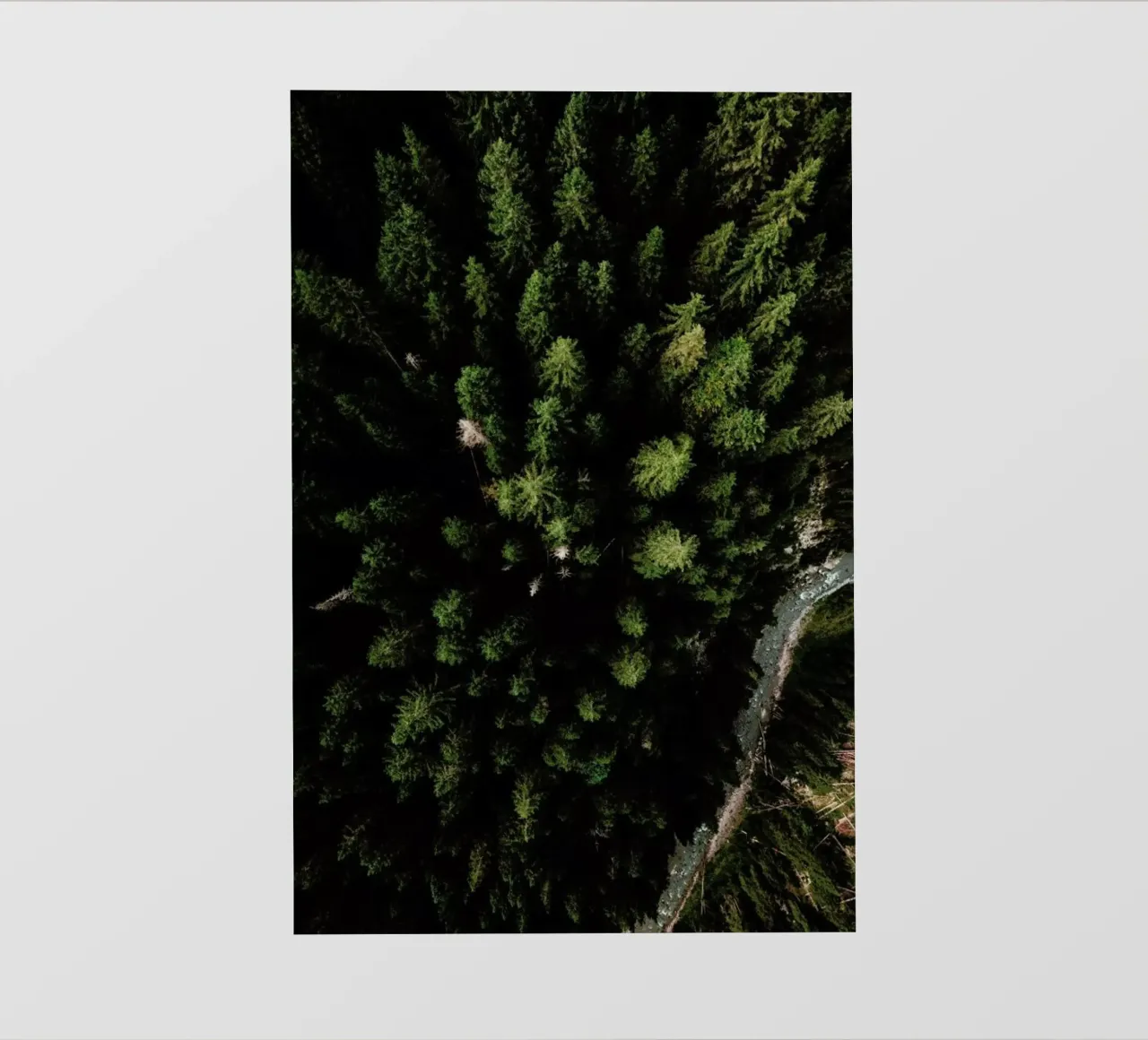 Trees And A Path pellicola backlit da Sebastian Hilgetag