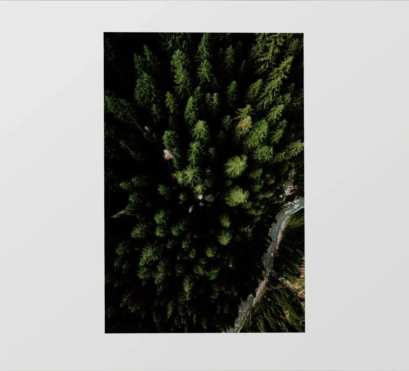 Trees And A Path pellicola backlit da Sebastian Hilgetag