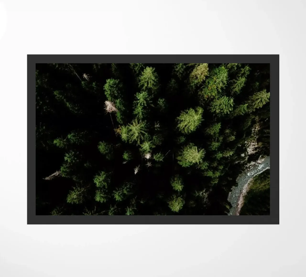 Trees And A Path zerbino da Sebastian Hilgetag