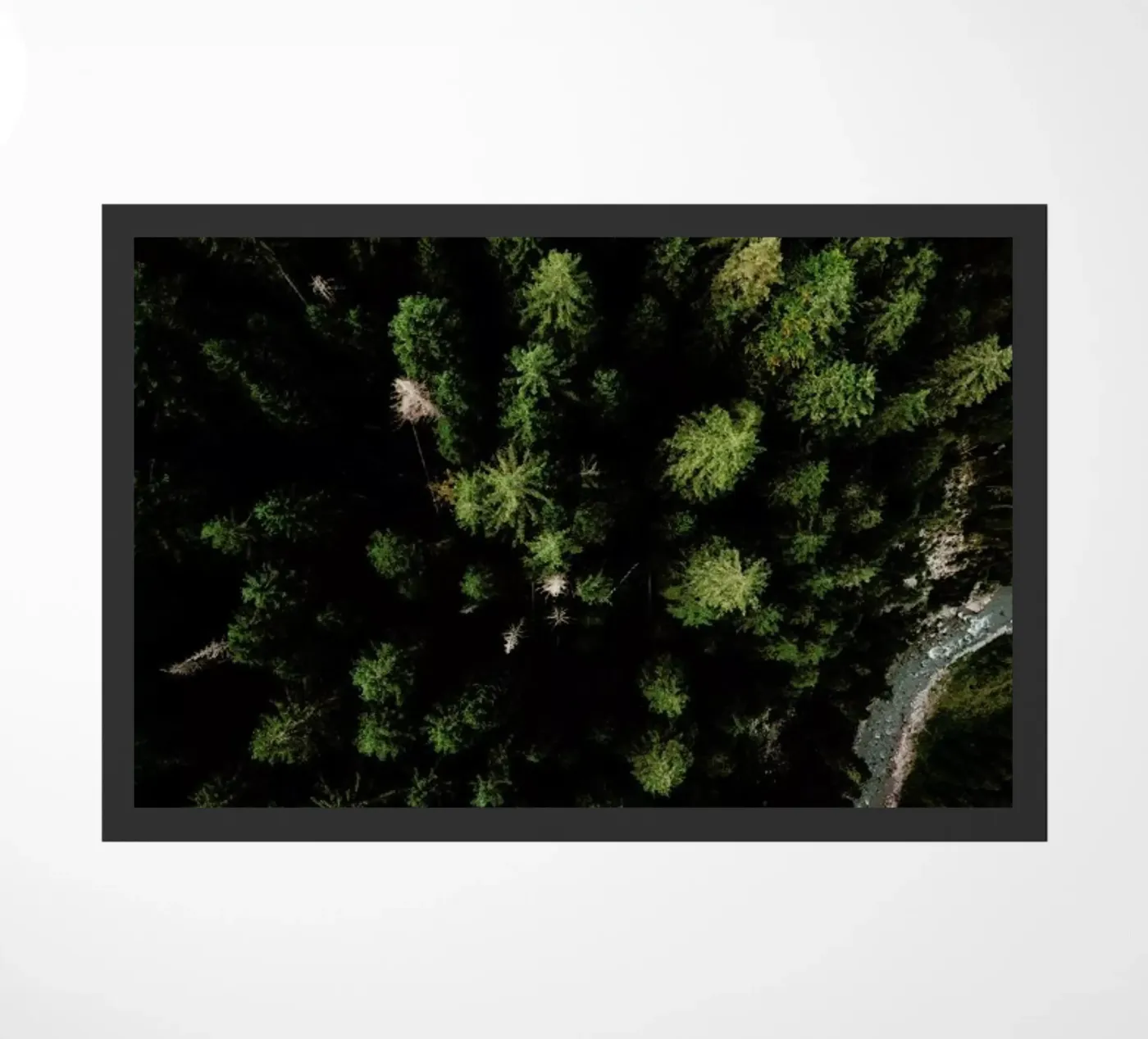 Trees And A Path zerbino da Sebastian Hilgetag