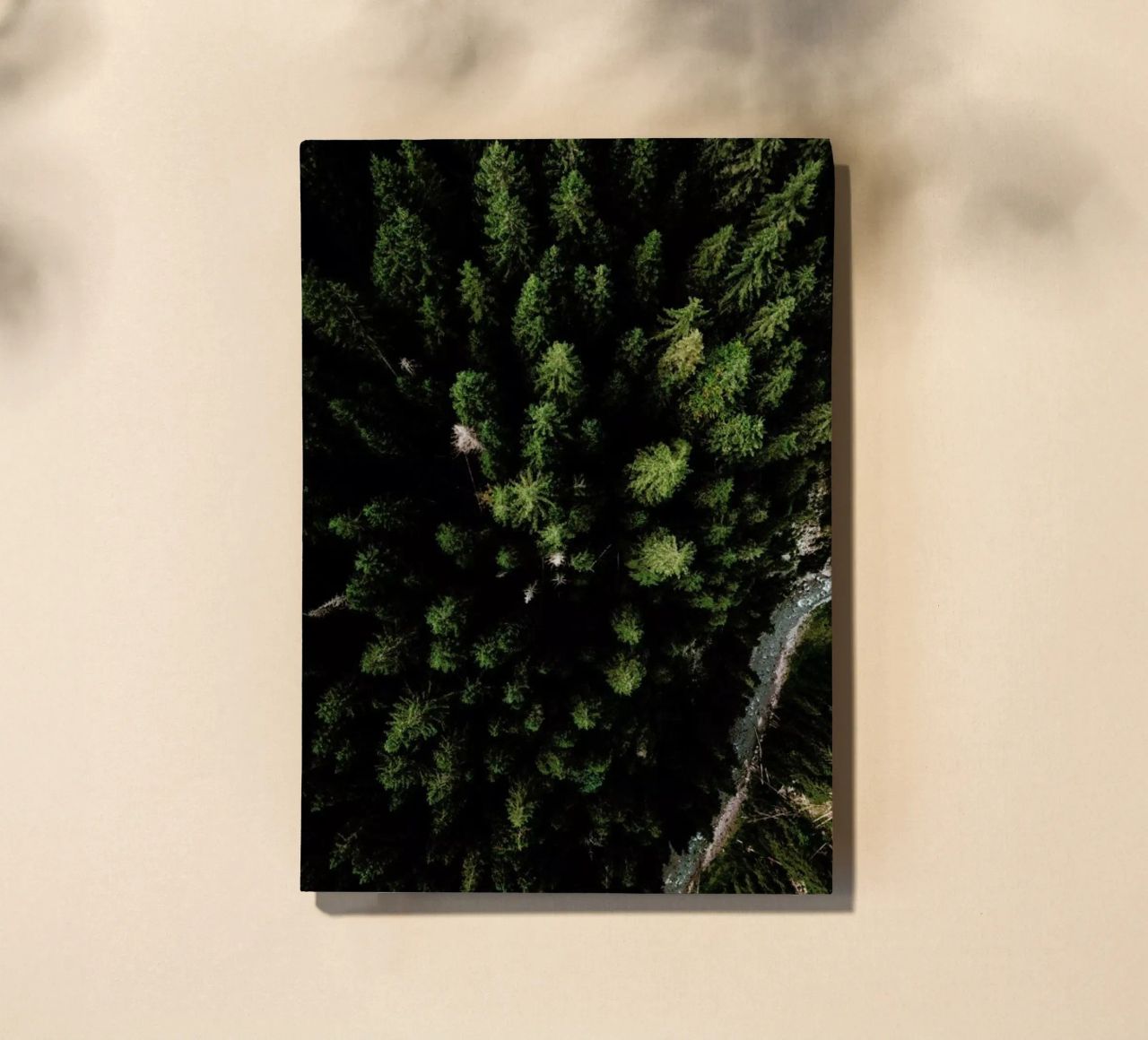 Trees And A Path diario da Sebastian Hilgetag