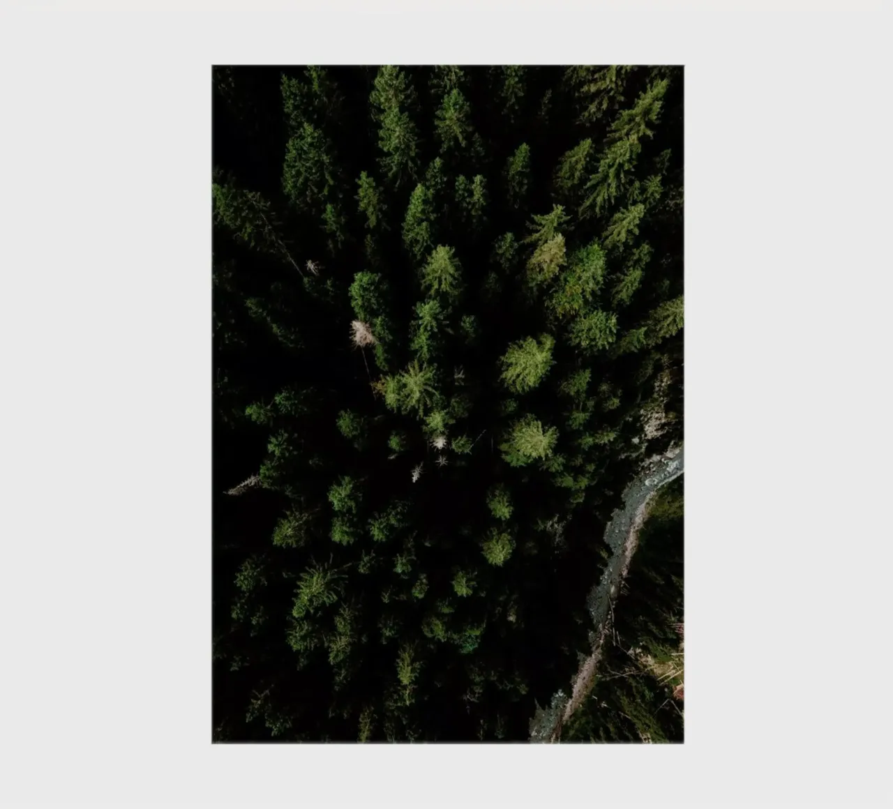 Trees And A Path notebook by Sebastian Hilgetag