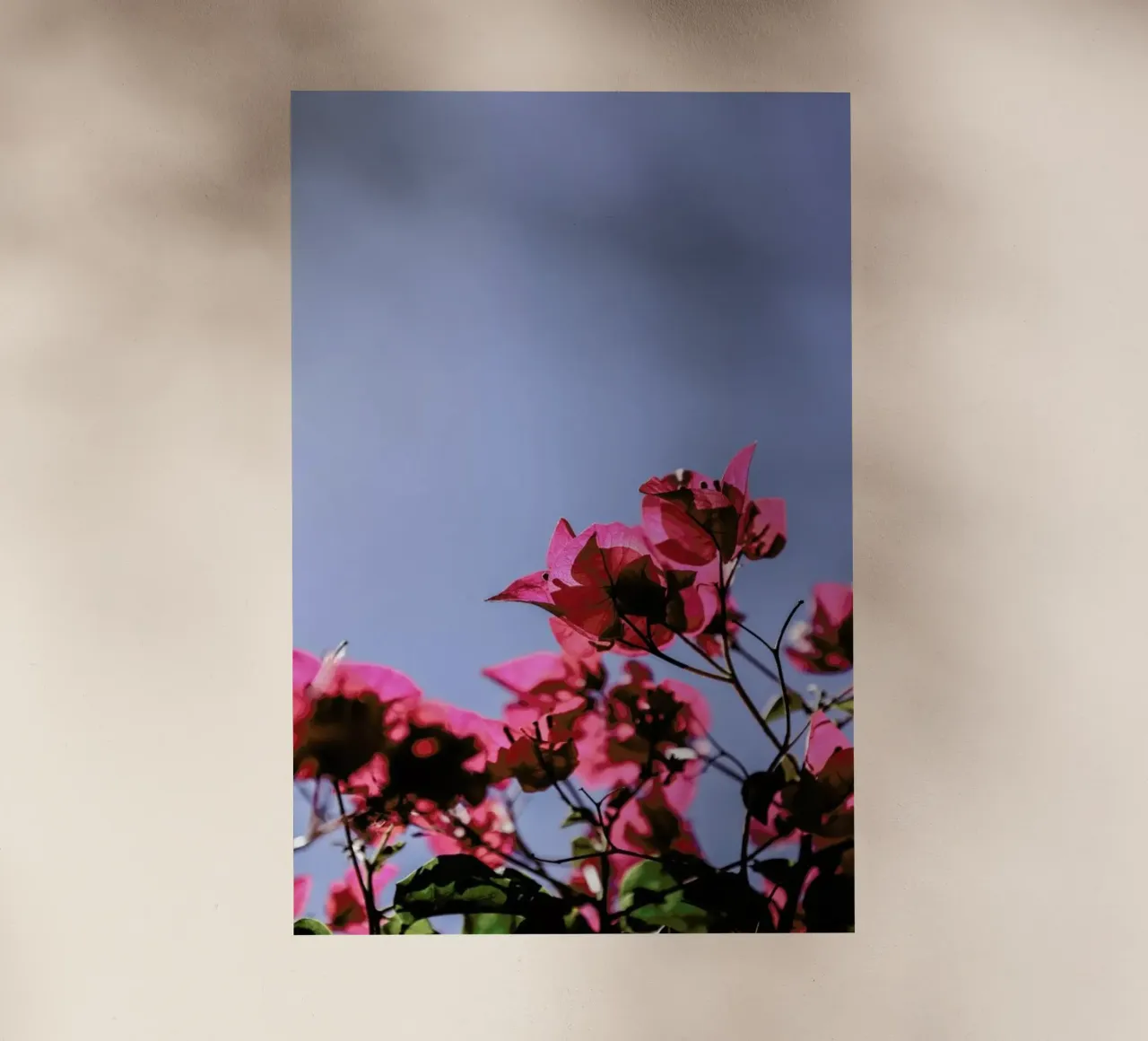 Blom pellicola backlit da Shot By Clint