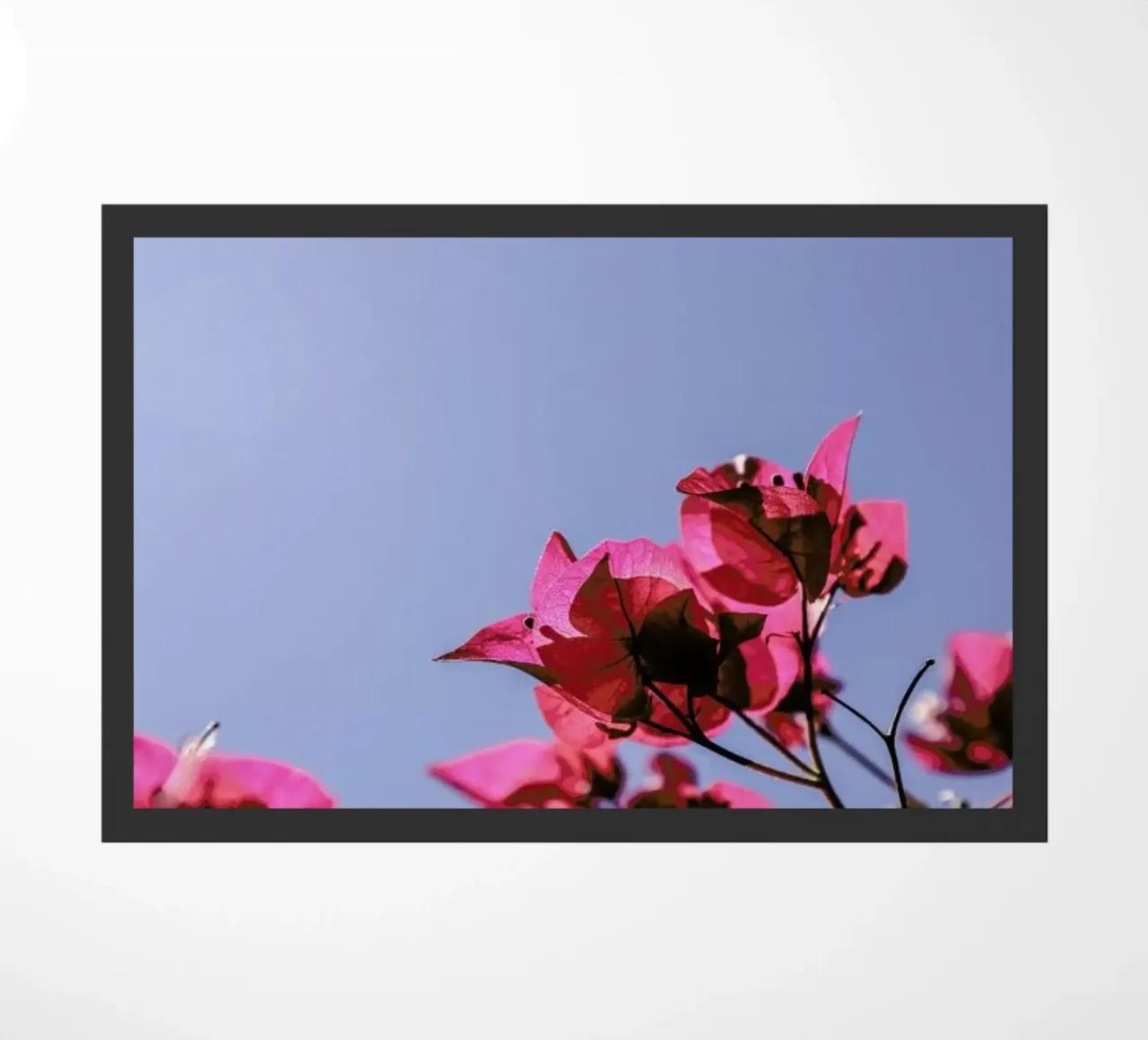 Blom zerbino da Shot By Clint