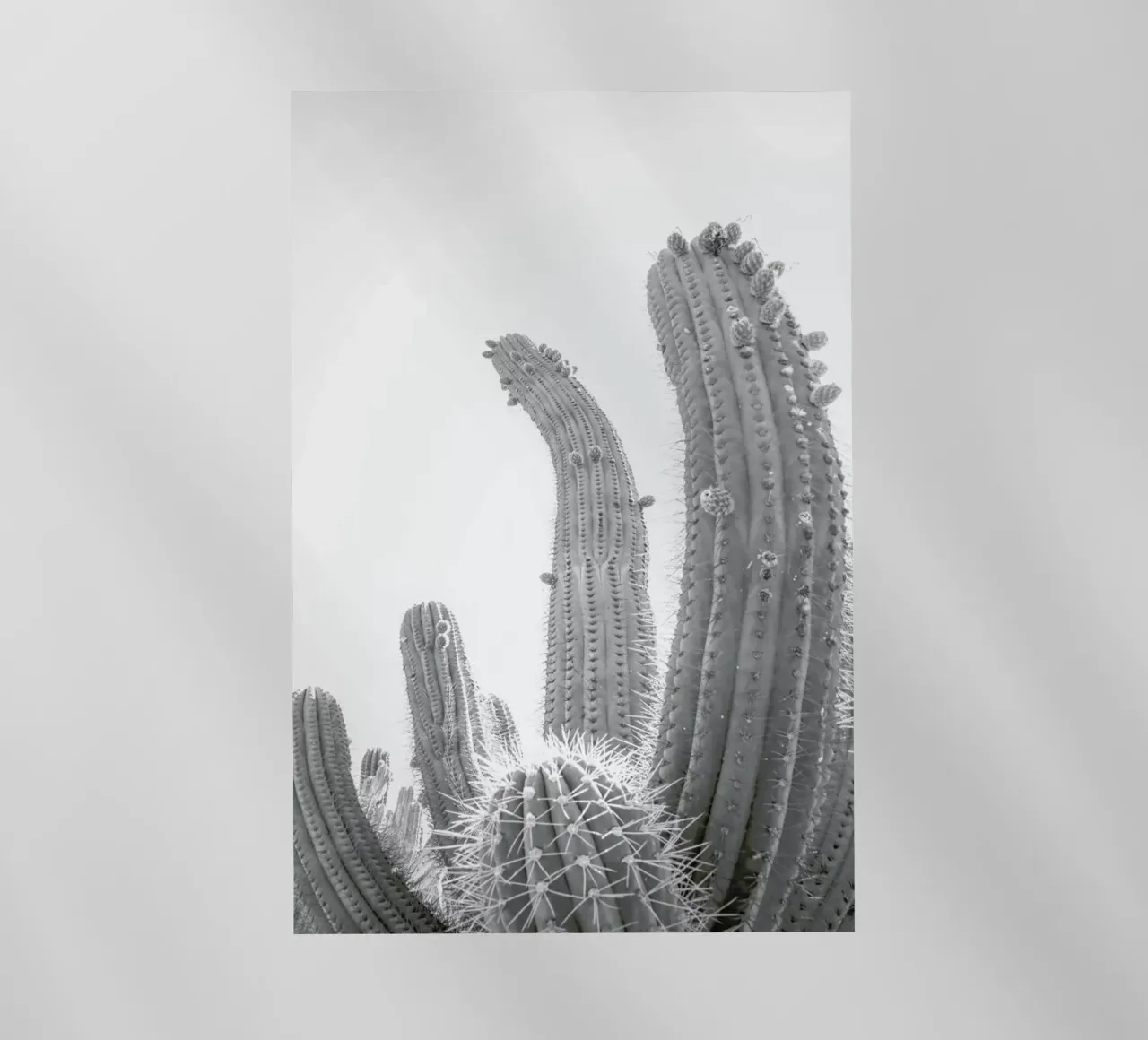 Cactus pellicola backlit da Shot By Clint