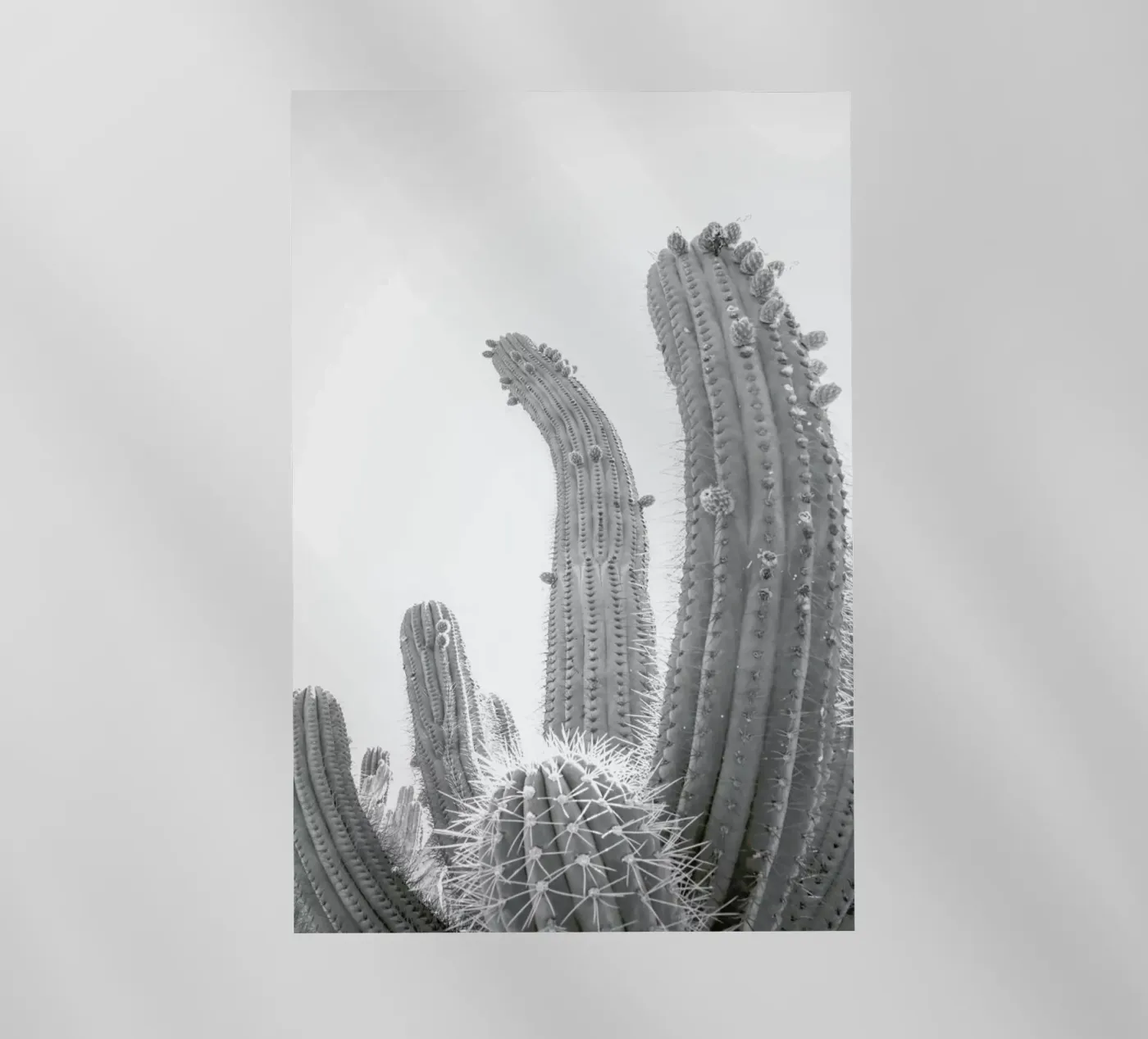 Cactus pellicola backlit da Shot By Clint