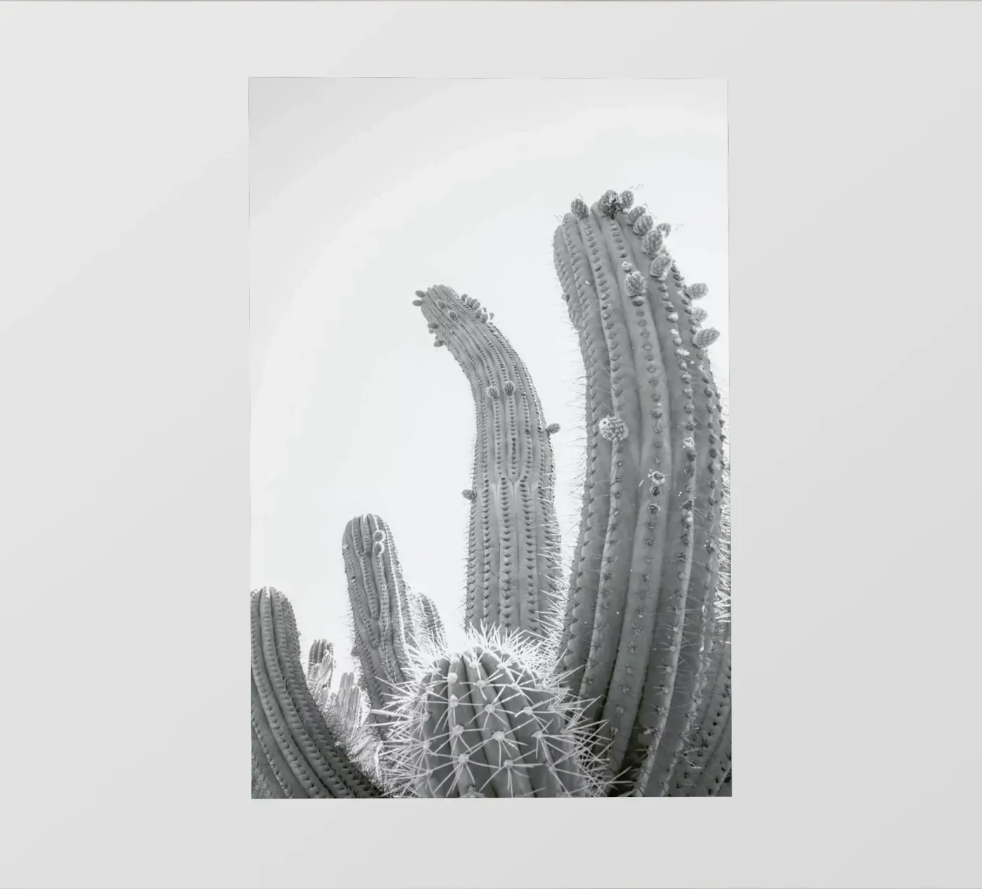 Cactus pellicola backlit da Shot By Clint