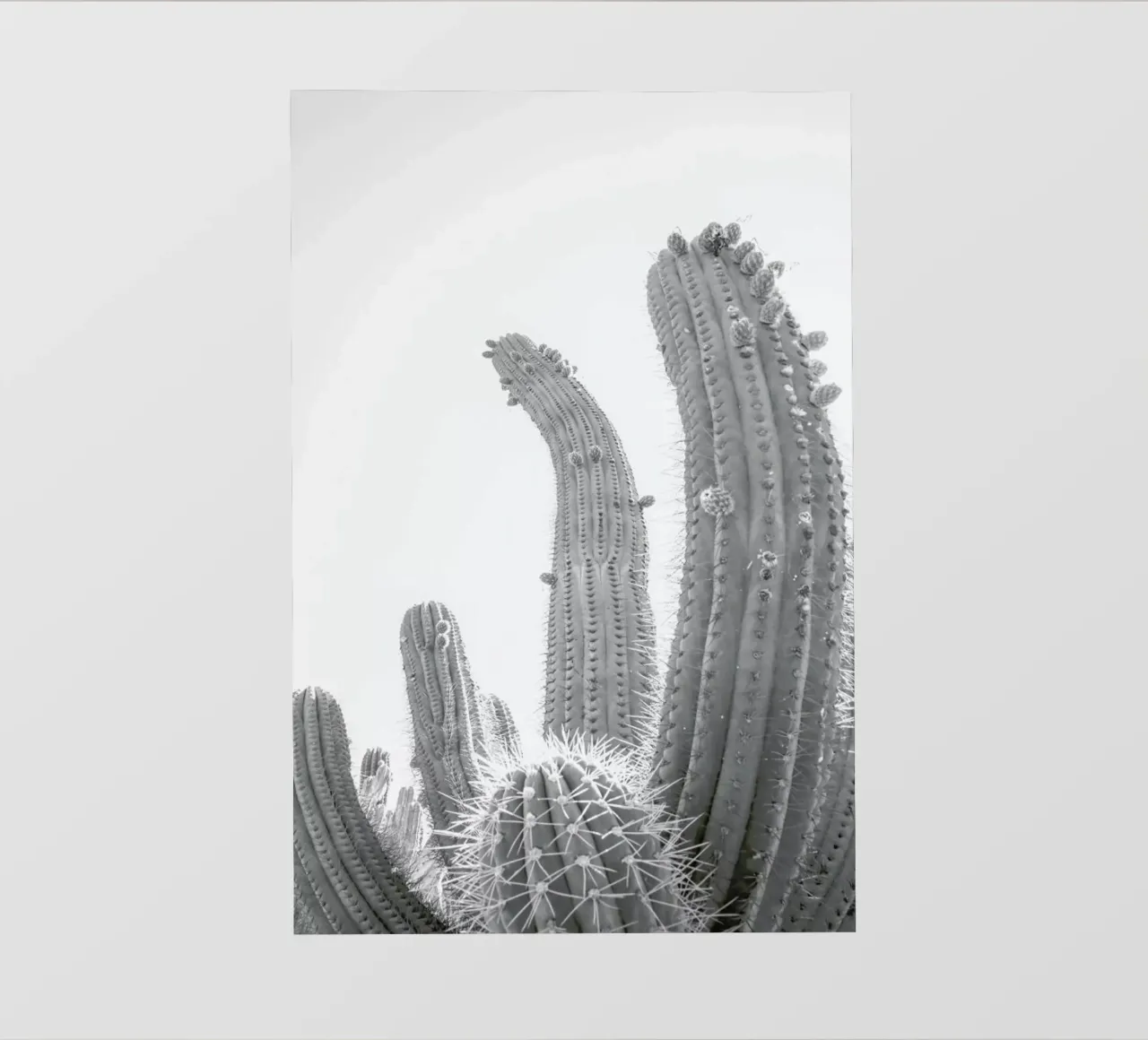 Cactus telo in pvc da Shot By Clint