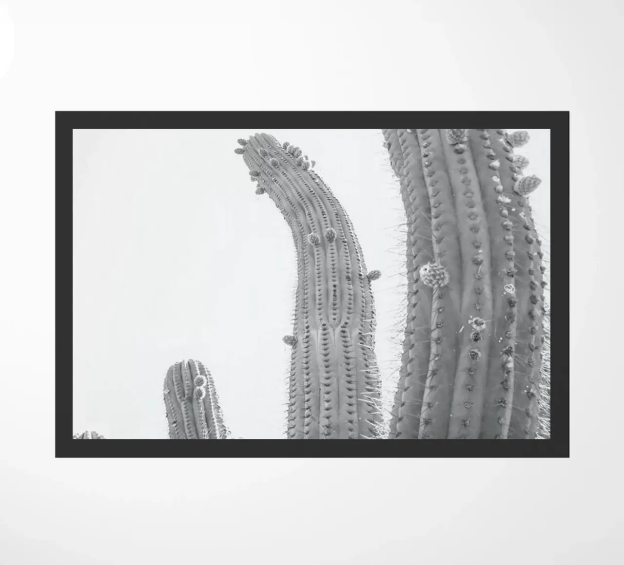 Cactus zerbino da Shot By Clint