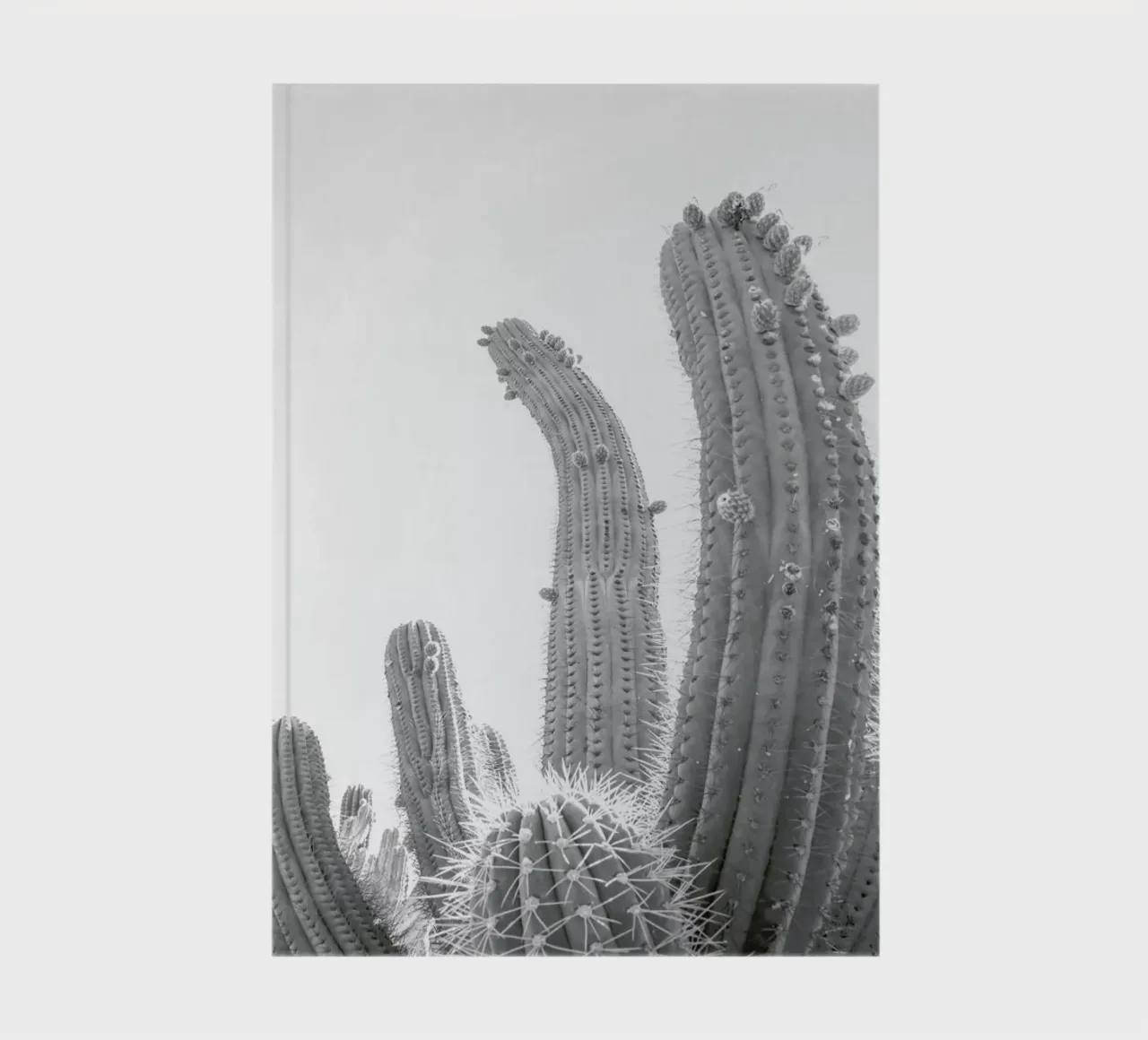 Cactus notebook by Shot By Clint