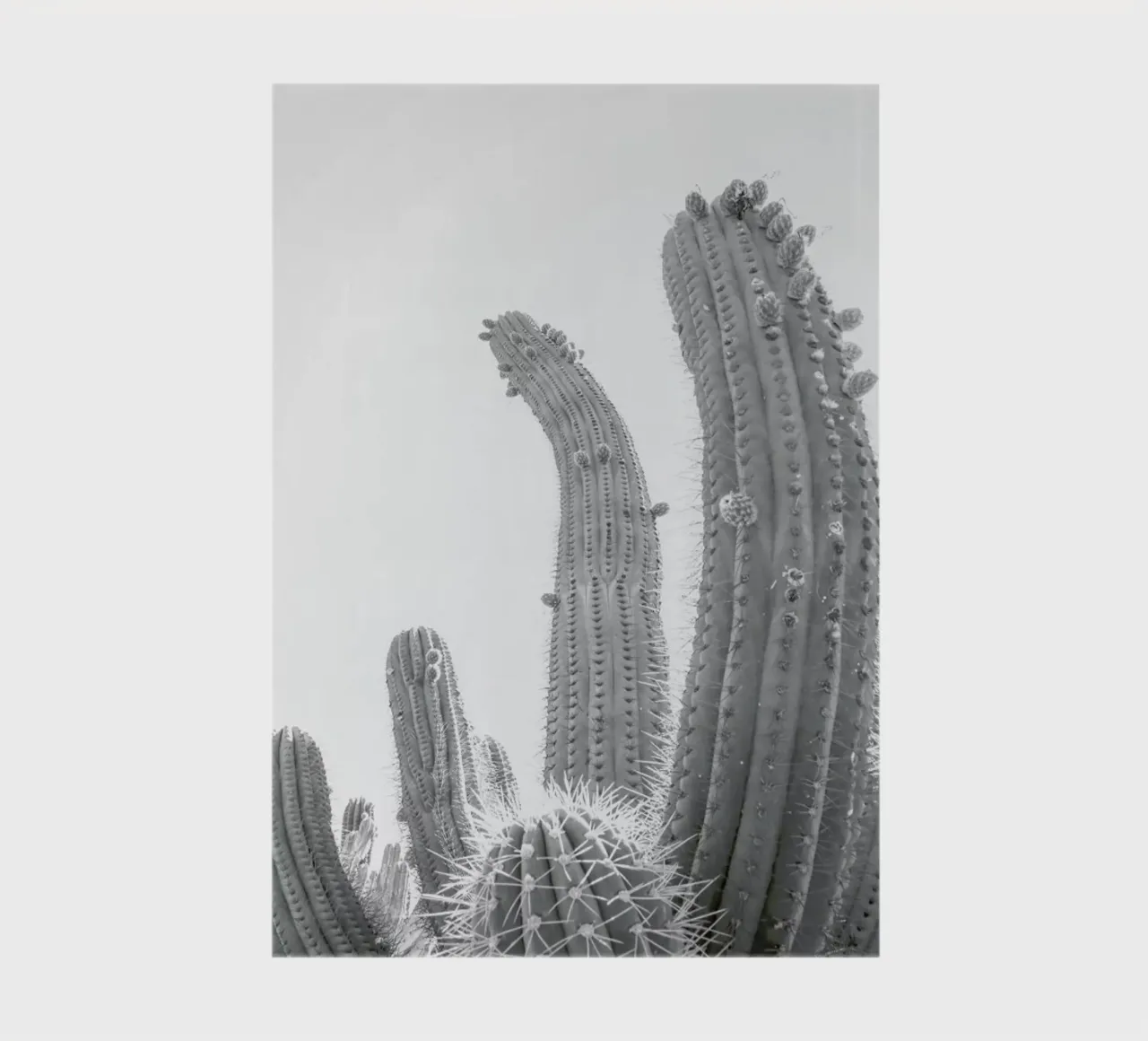 Cactus notebook by Shot By Clint