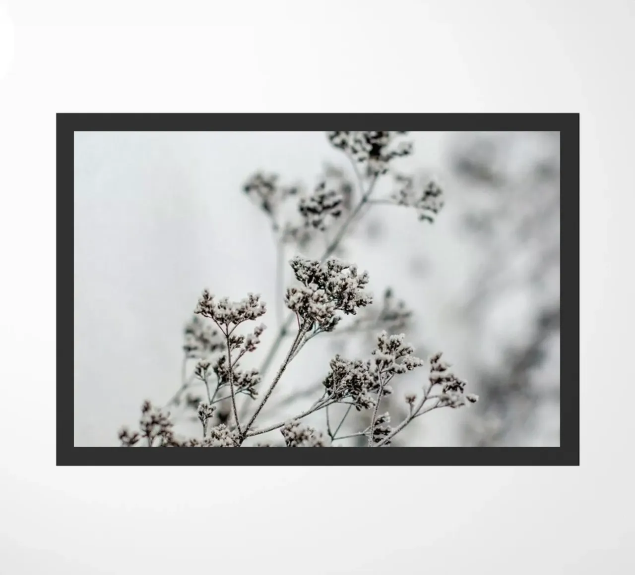 Frozen Thistle zerbino da EyeEm Mobile GmbH