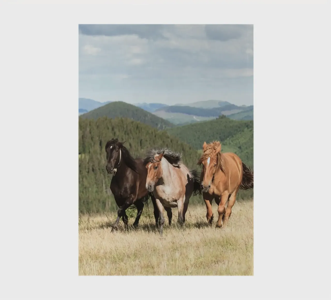 horses running wild notebook by Horsire