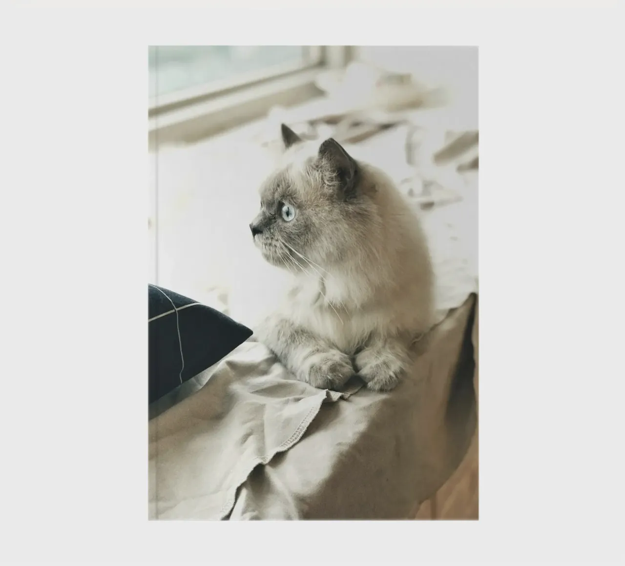 sunlight cat resting notebook by animal story home