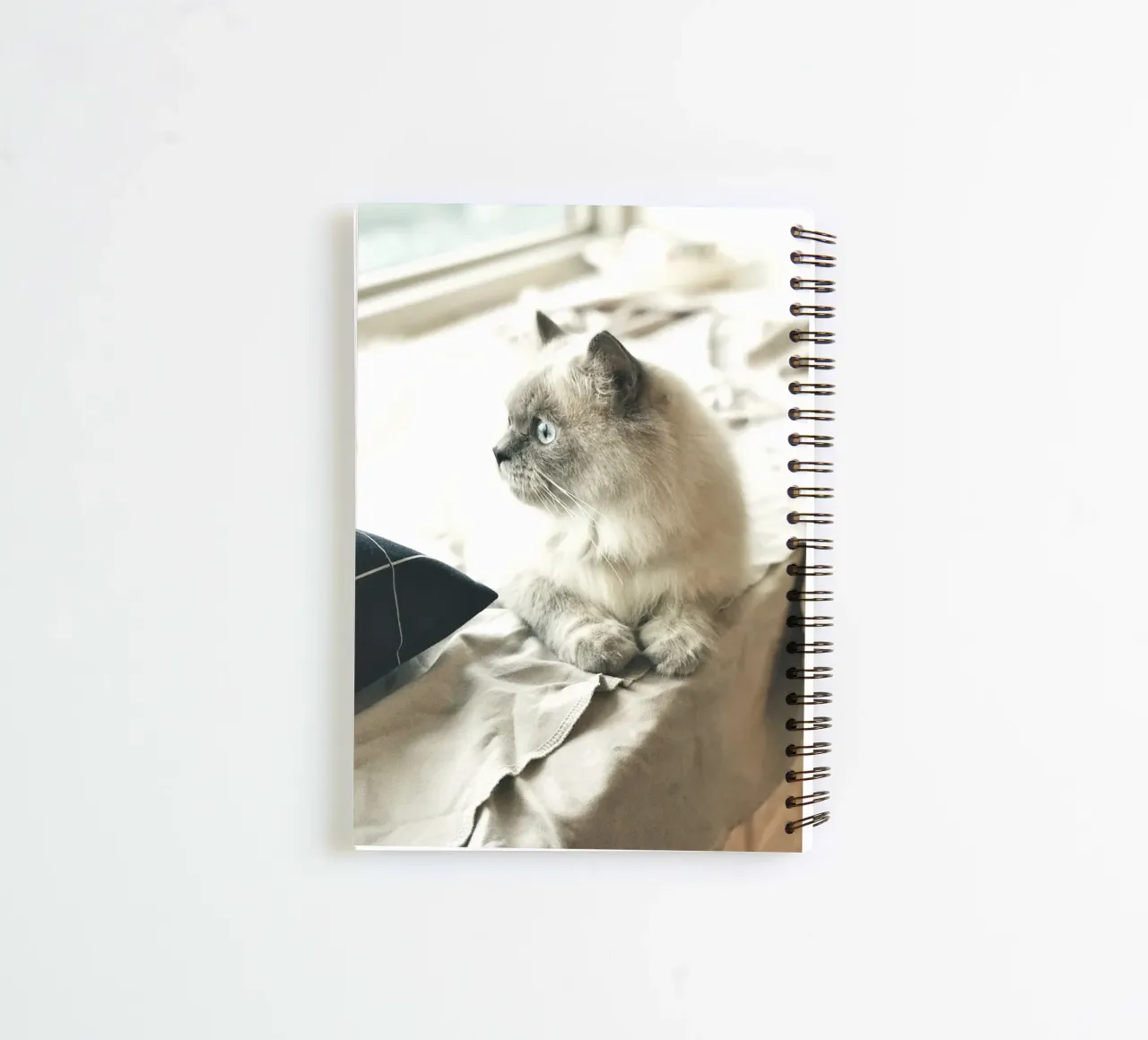 sunlight cat resting spiral notebook by animal story home