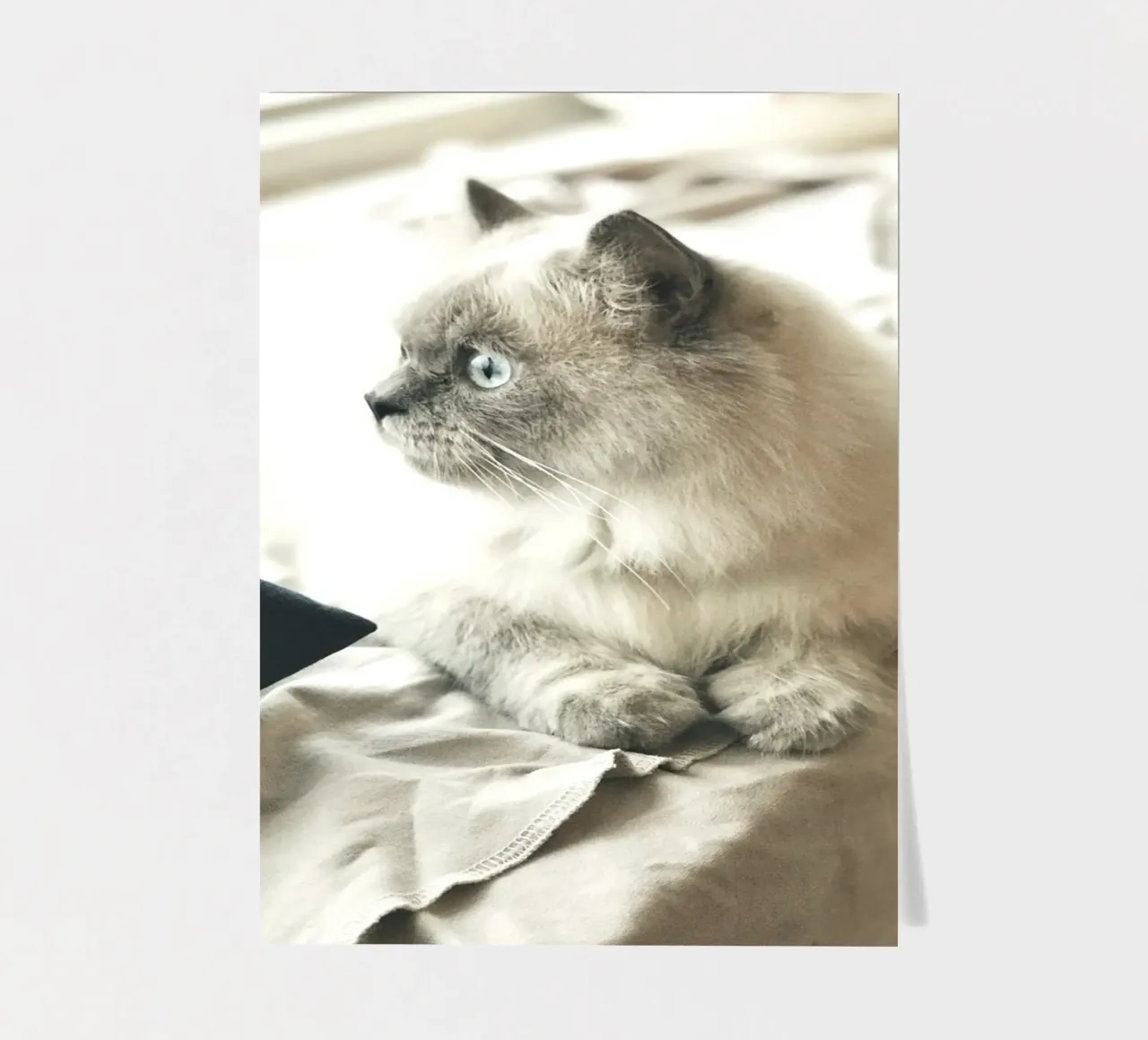 sunlight cat resting sticker sheet by animal story home