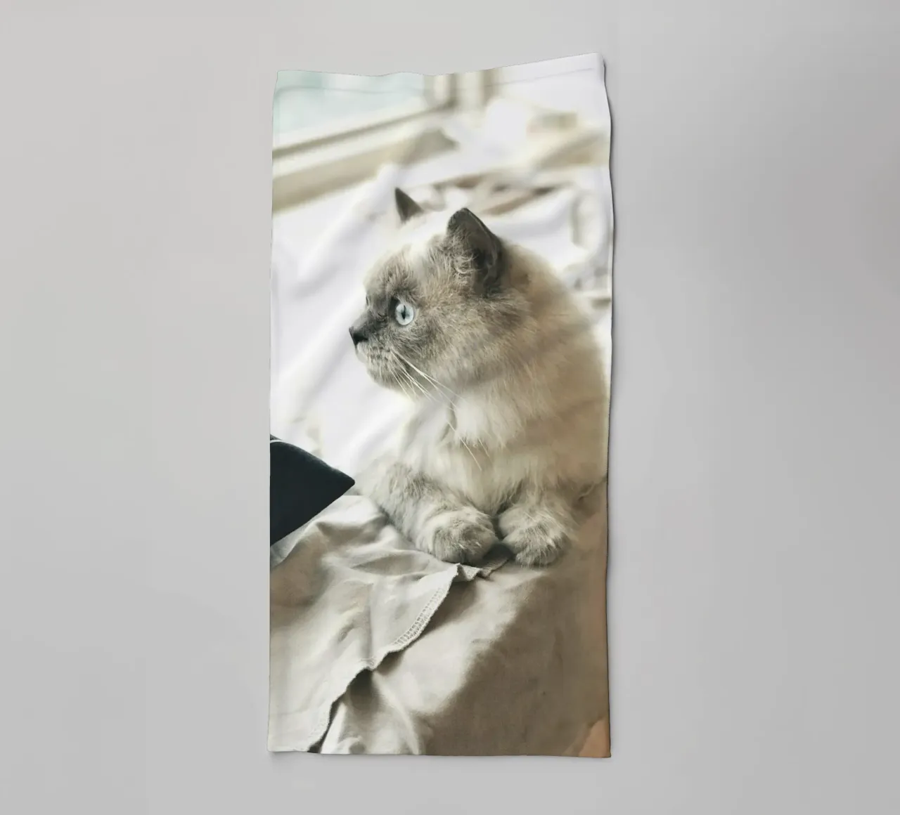 sunlight cat resting towel by animal story home