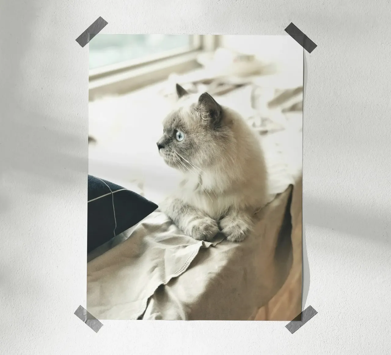 sunlight cat resting hahnemühle by animal story home