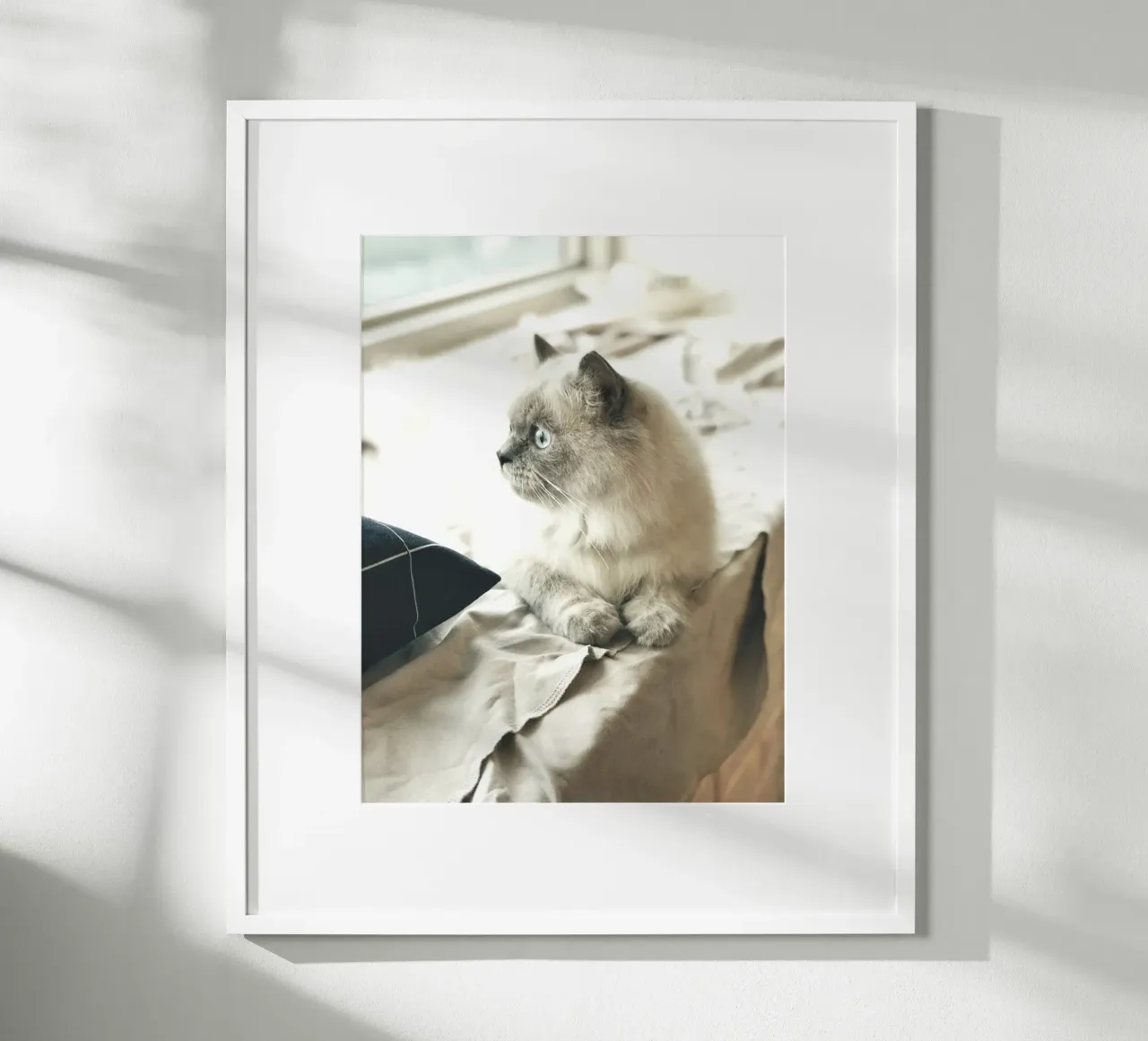 sunlight cat resting hahnemühle by animal story home