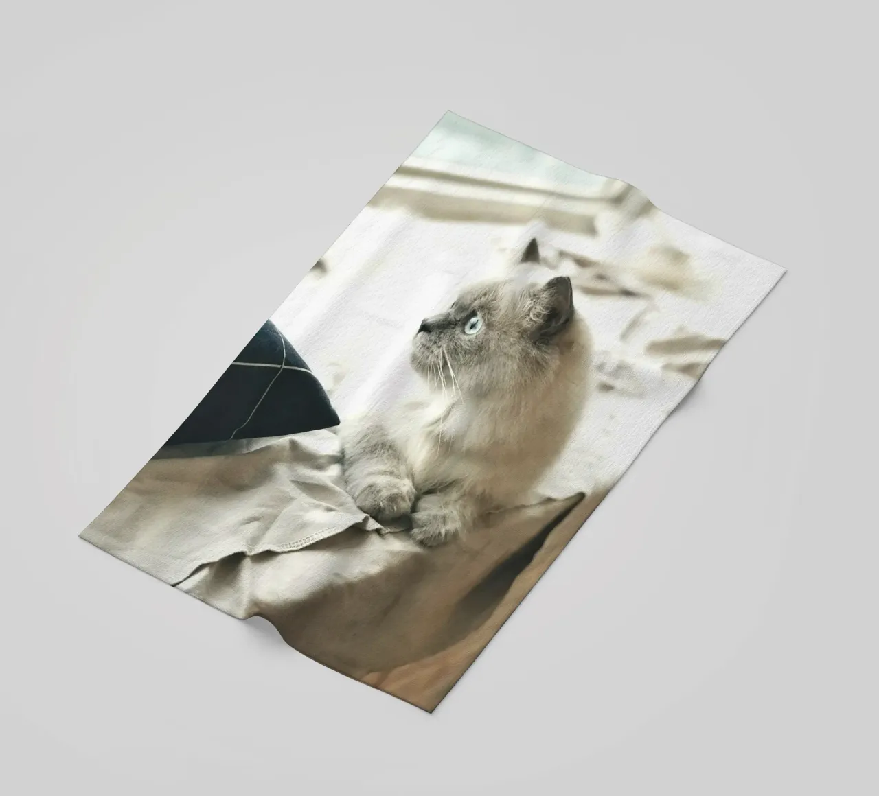sunlight cat resting beach towel by animal story home