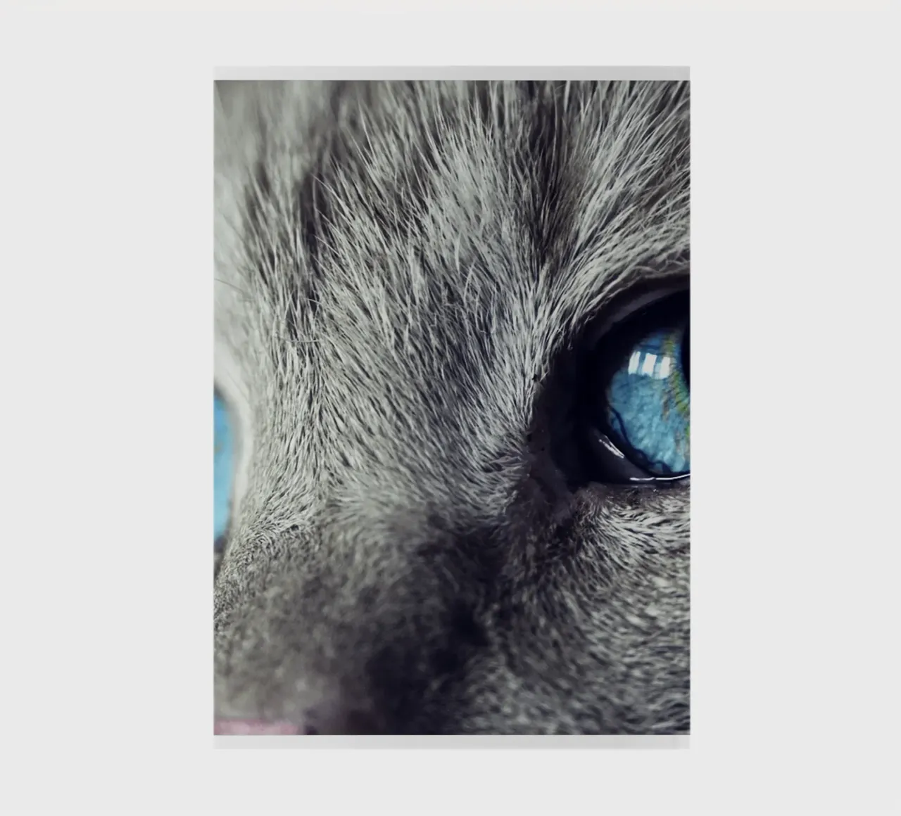 whisker line cat notebook by animal story home