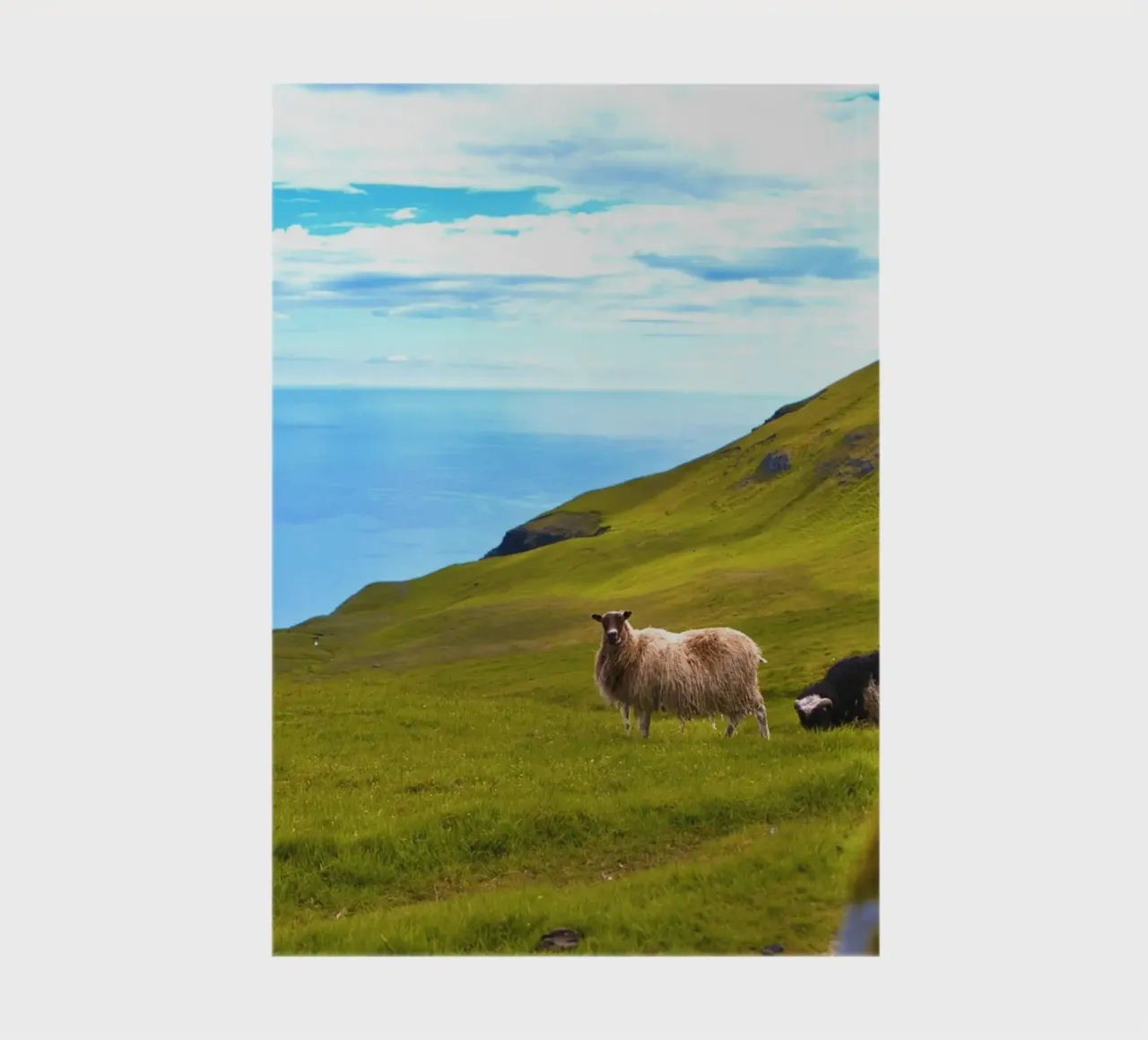 sheep ocean grass hillside notebook by animal story home