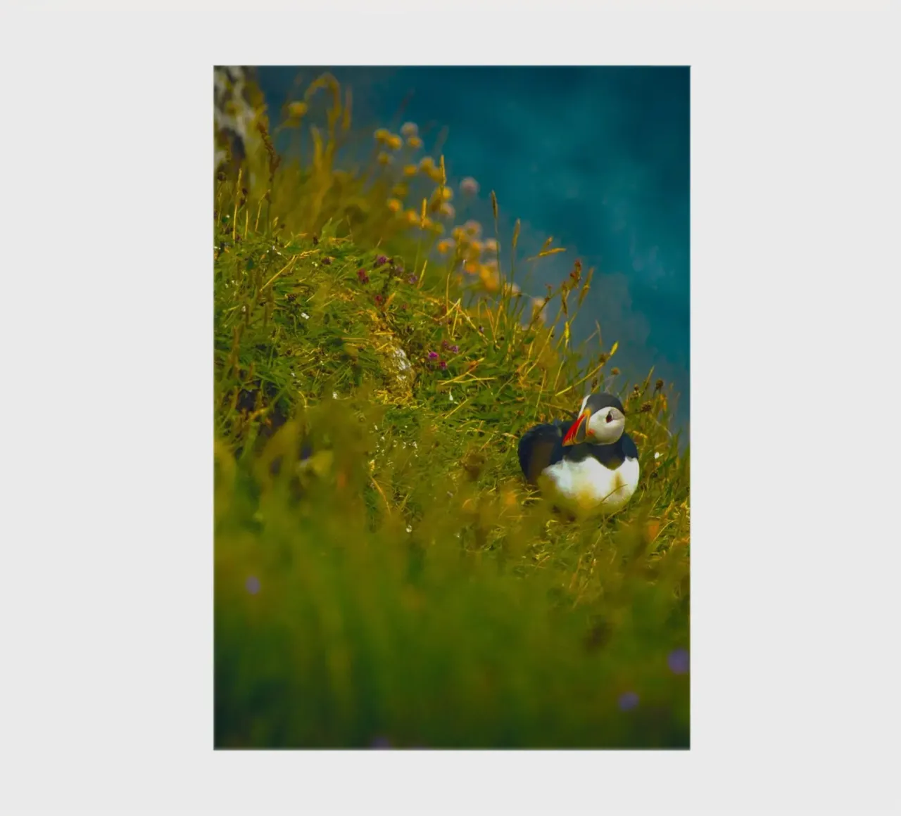puffin seabird notebook by animal story home
