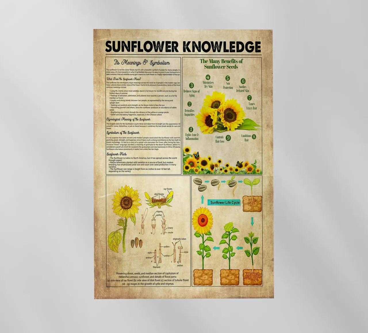 Conoscenza del girasole pellicola backlit da Maritiknowled