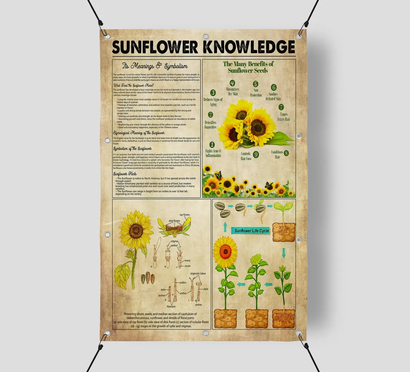 Sunflower Knowledge pvc cover by Maritiknowled
