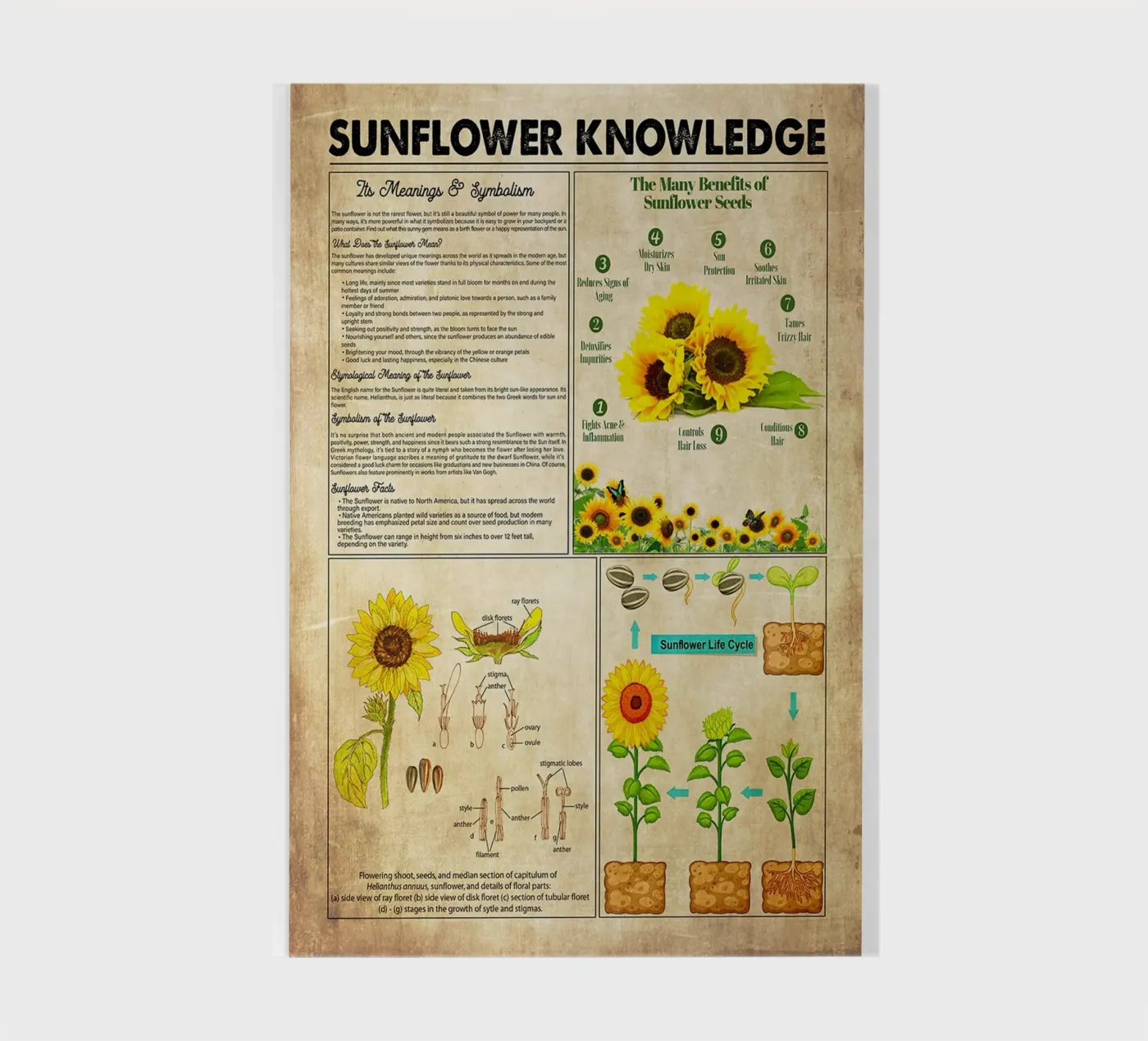 Sunflower Knowledge notebook by Maritiknowled