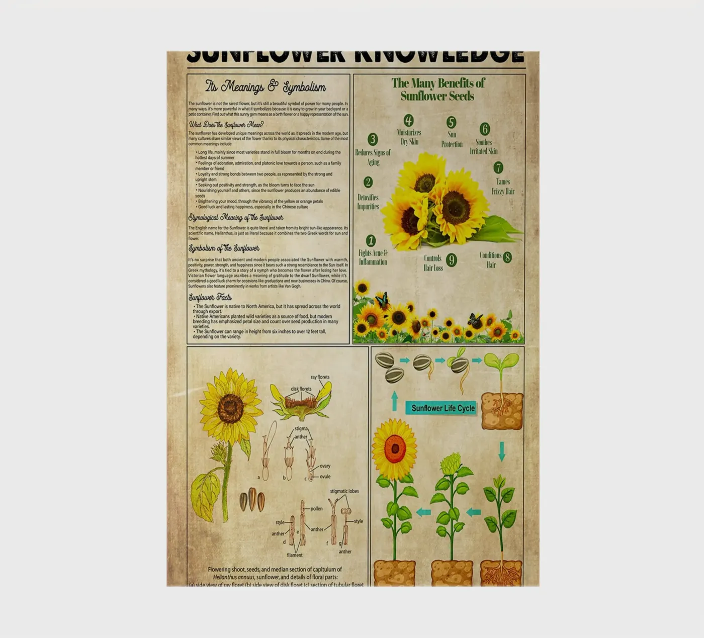 Sunflower Knowledge notebook by Maritiknowled