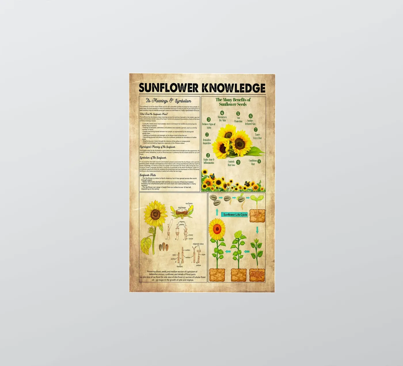 Sunflower Knowledge sticker by Maritiknowled