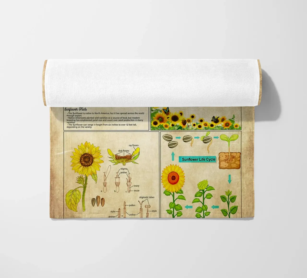 Conoscenza del girasole telo mare da Maritiknowled