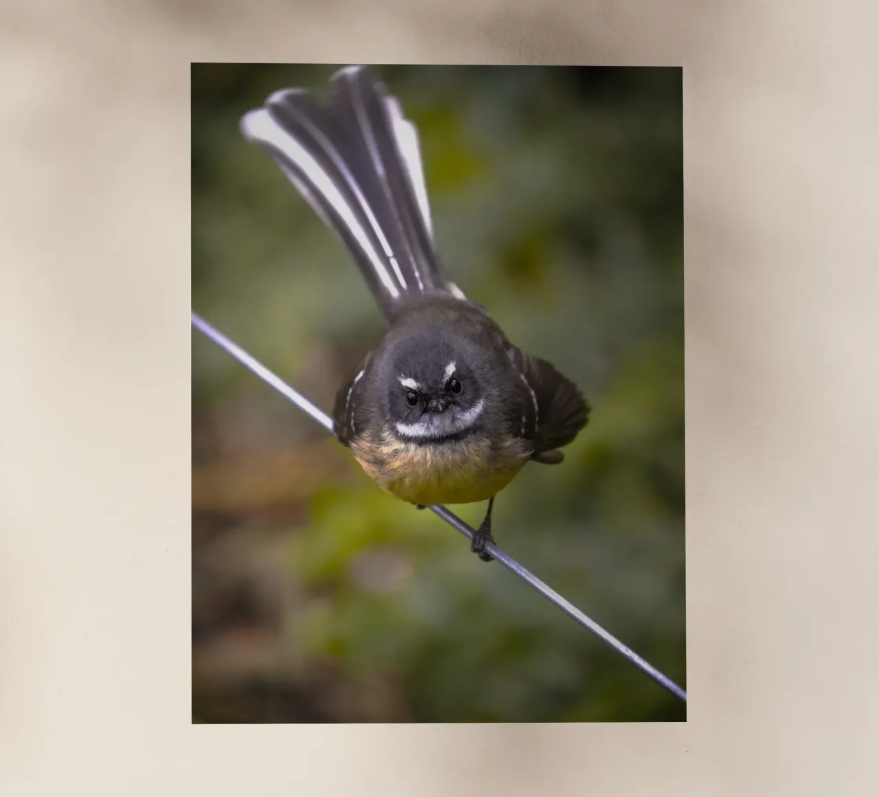 piccolo uccello in fantail pellicola backlit da animal story home
