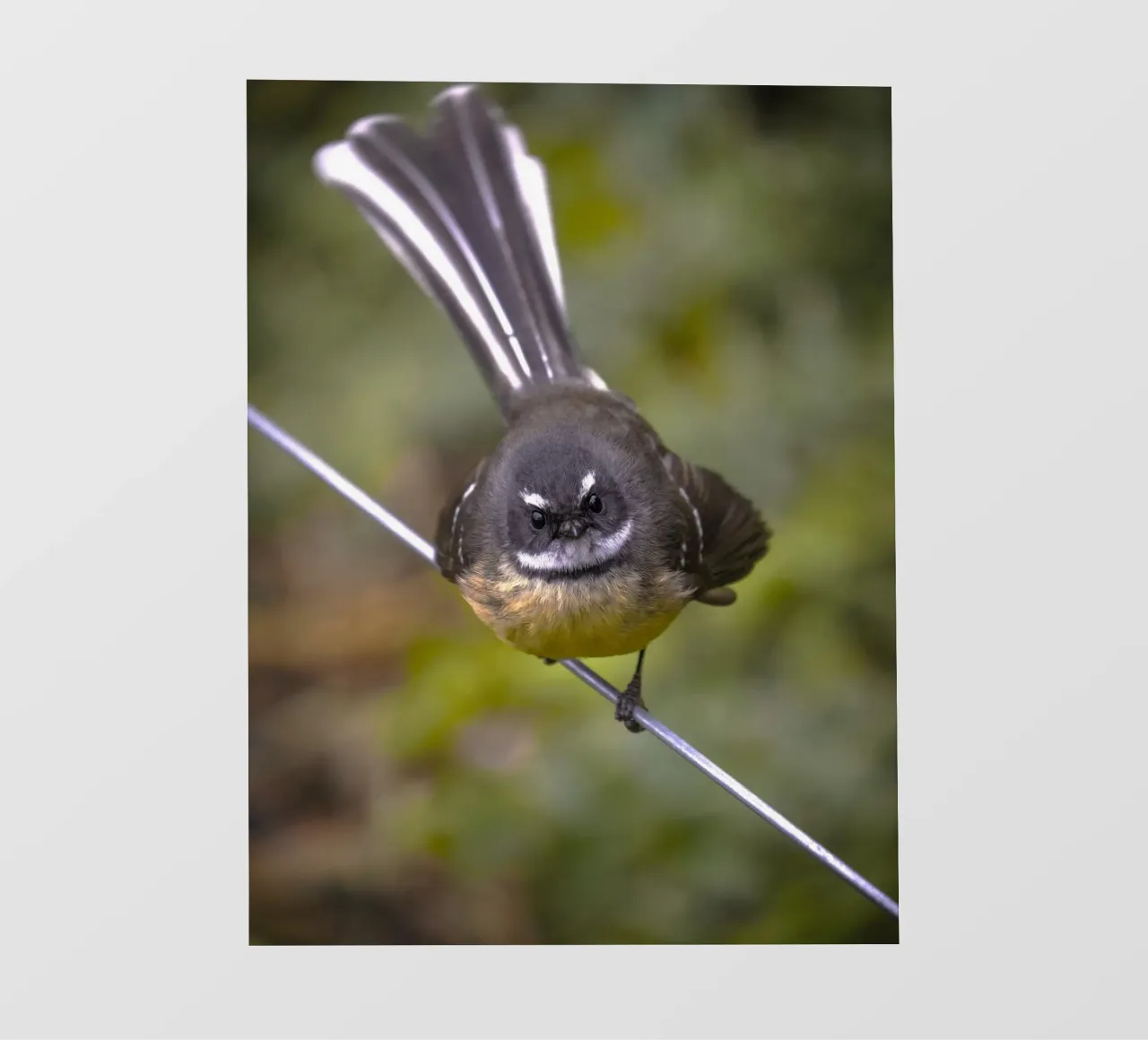 petit oiseau en queue de pie papier peint photo de animal story home