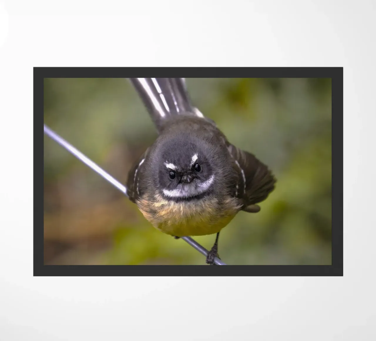 piccolo uccello in fantail zerbino da animal story home