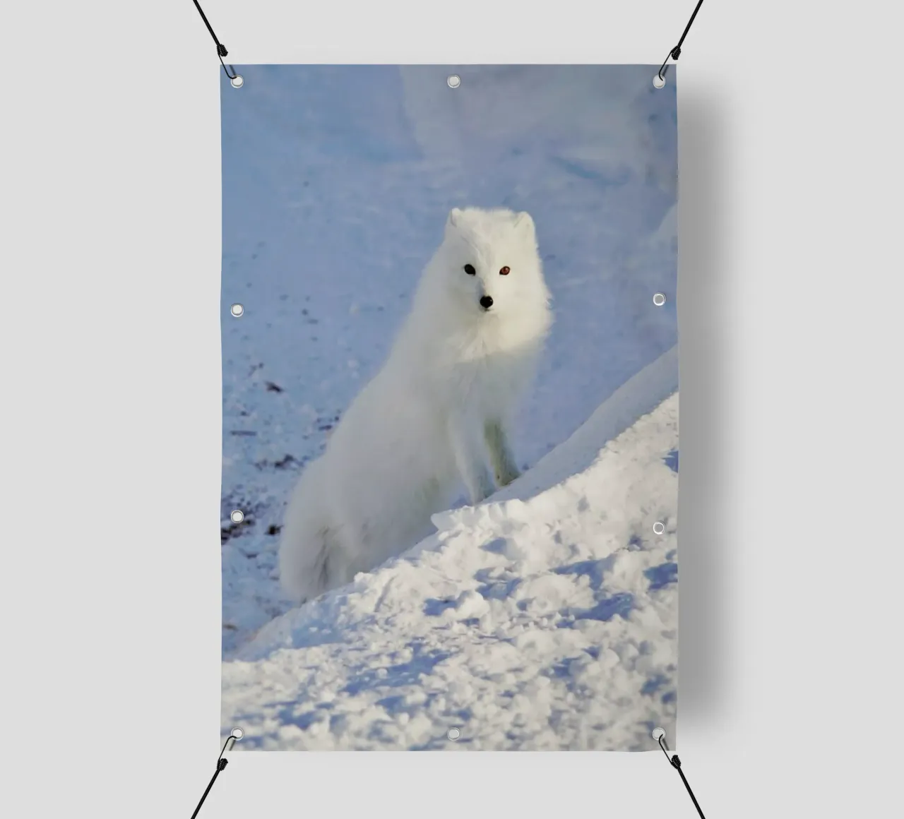 Arctic Fox telo in pvc da EyeEm Mobile GmbH