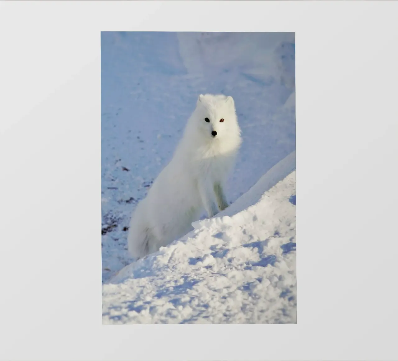 Arctic Fox telo in pvc da EyeEm Mobile GmbH