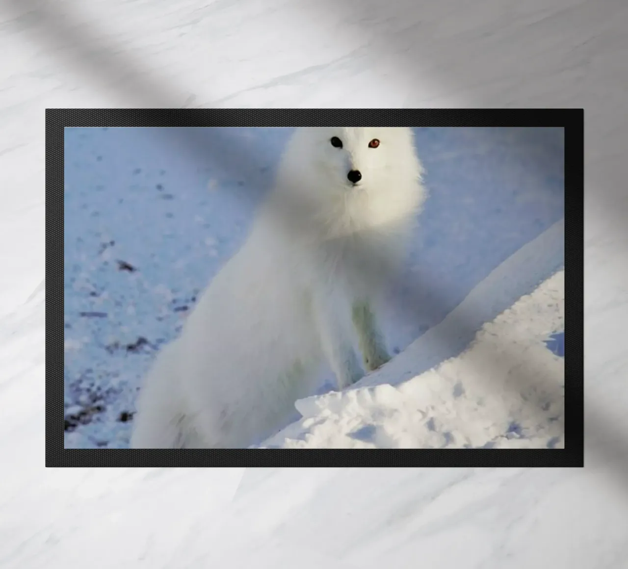 Arctic Fox zerbino da EyeEm Mobile GmbH