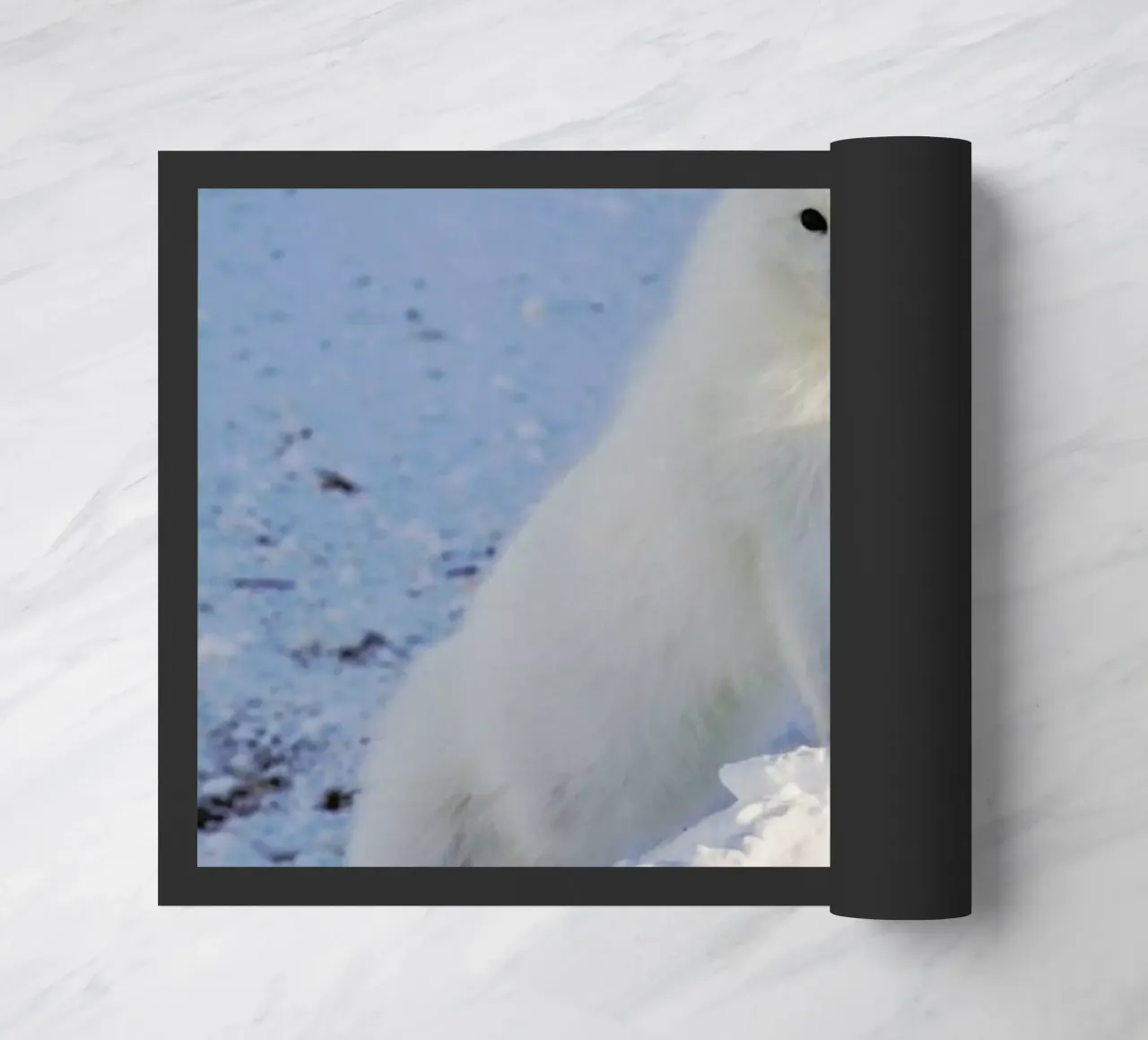 Arctic Fox zerbino da EyeEm Mobile GmbH